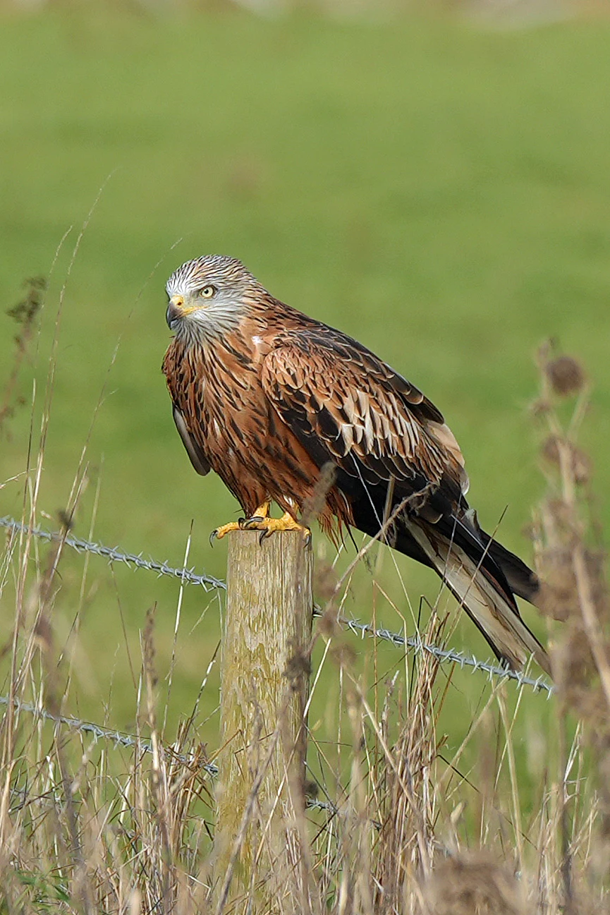 Red Kite, Dorchester-on-Thames, Oxfordshire, UK — photo by Jim Bennett