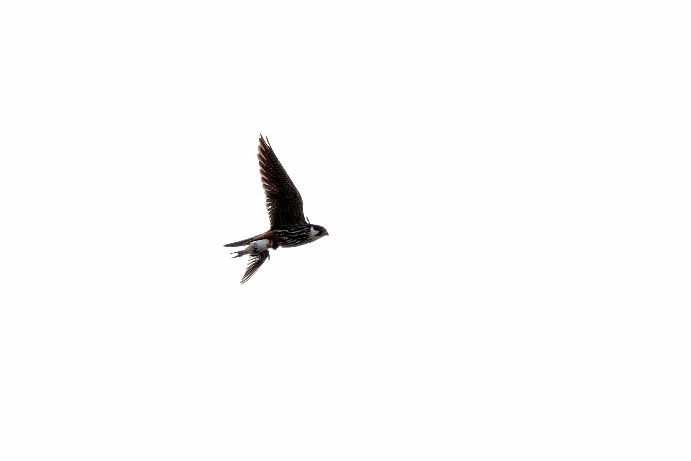 Hobby with Swallow, Culham, Oxfordshire, UK — photo by Jim Bennett