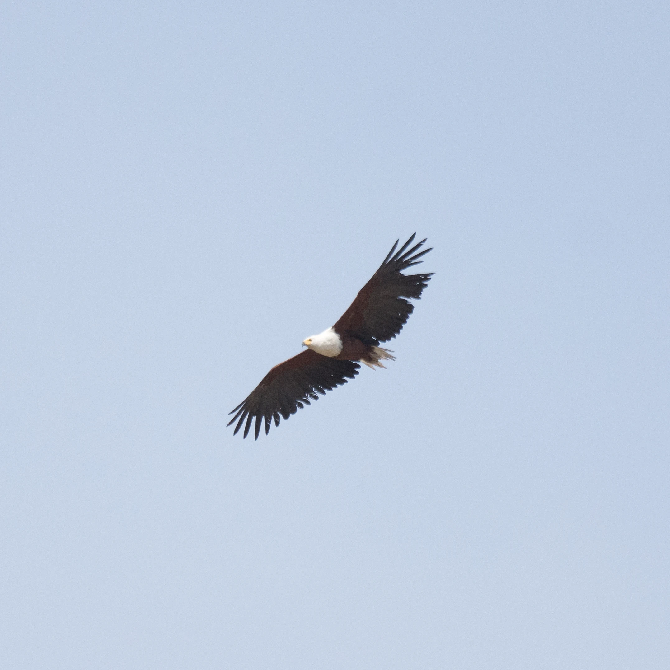African Fish Eagle, Khwai to Moremi, Botswana — photo by Jim Bennett