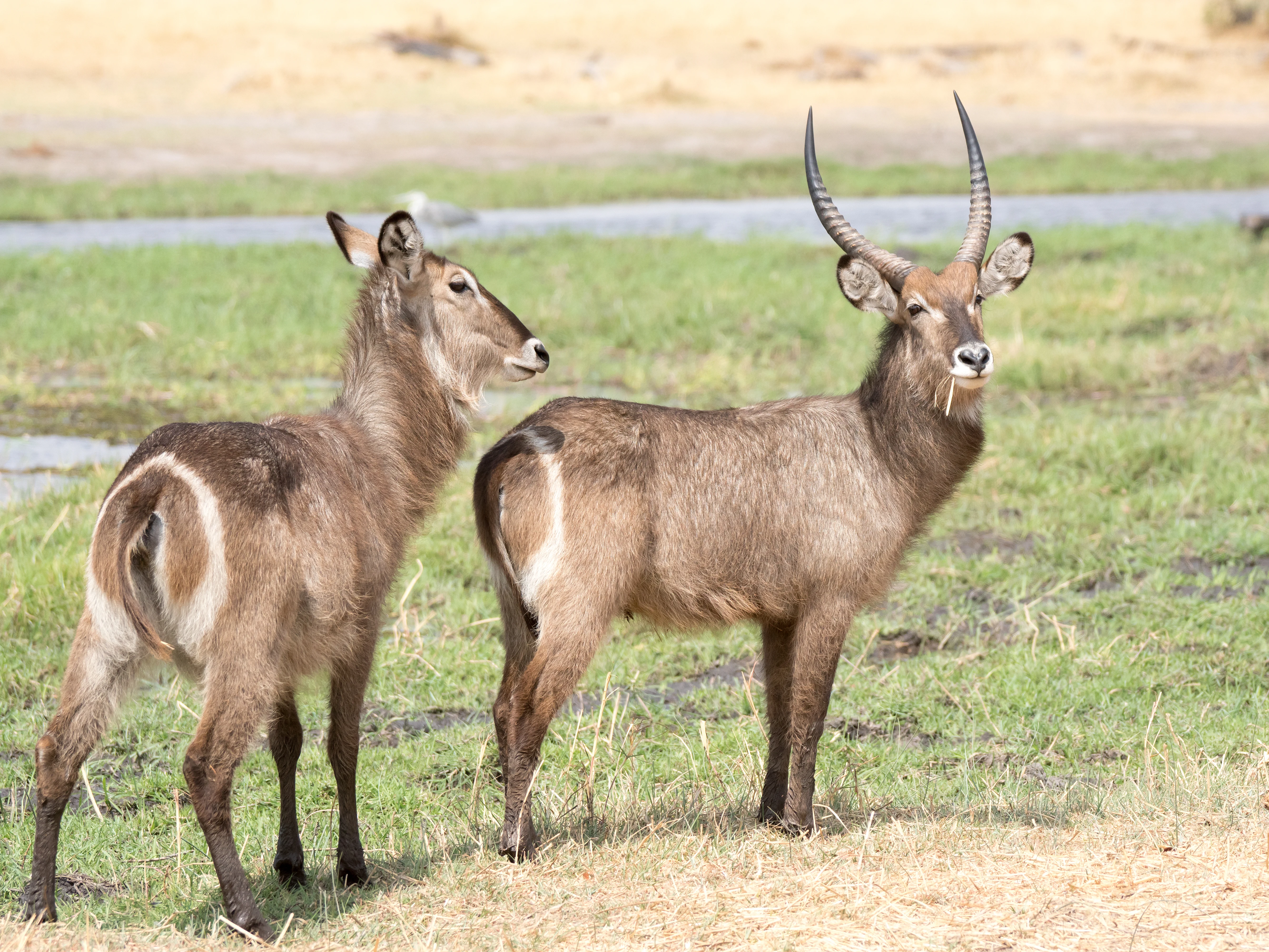 Waterbuck, Khwai to Moremi, Botswana — photo by Jim Bennett