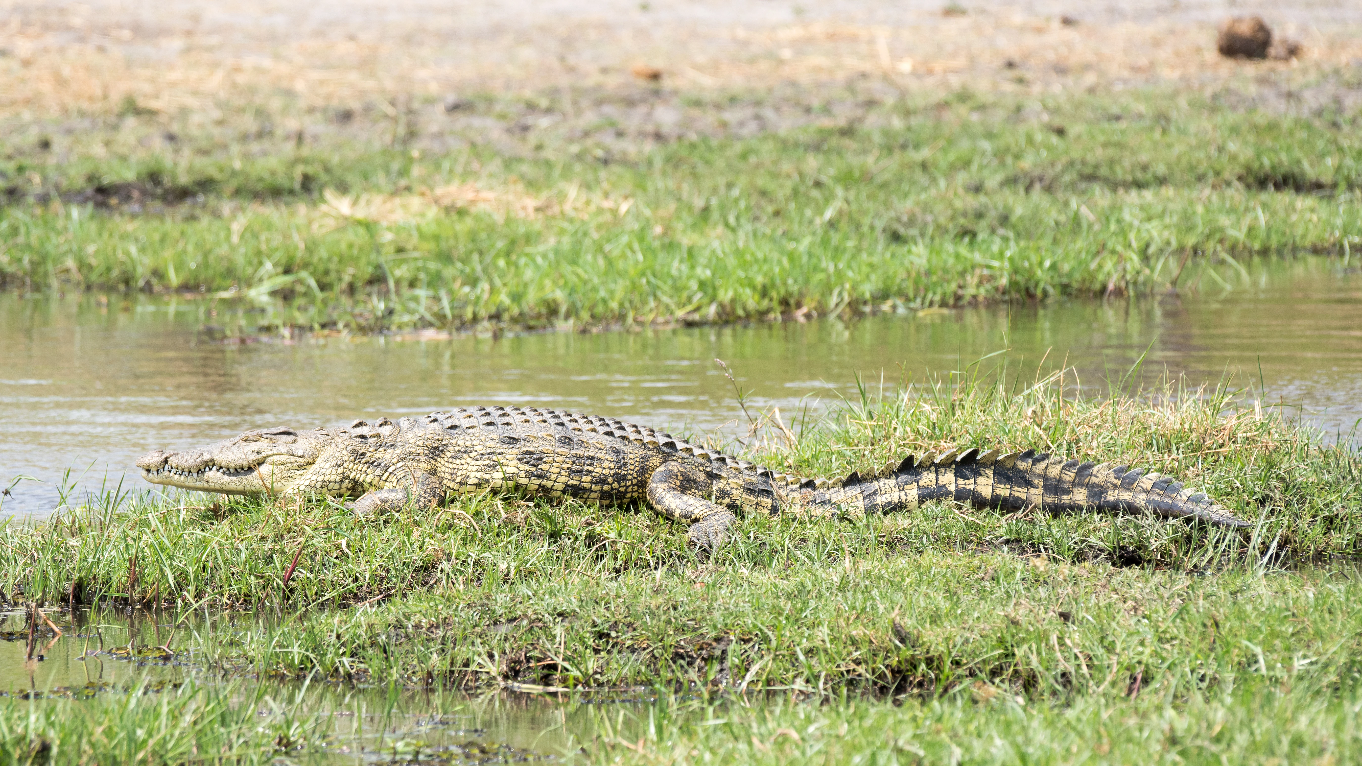 Crocodile, Khwai to Moremi, Botswana — photo by Jim Bennett