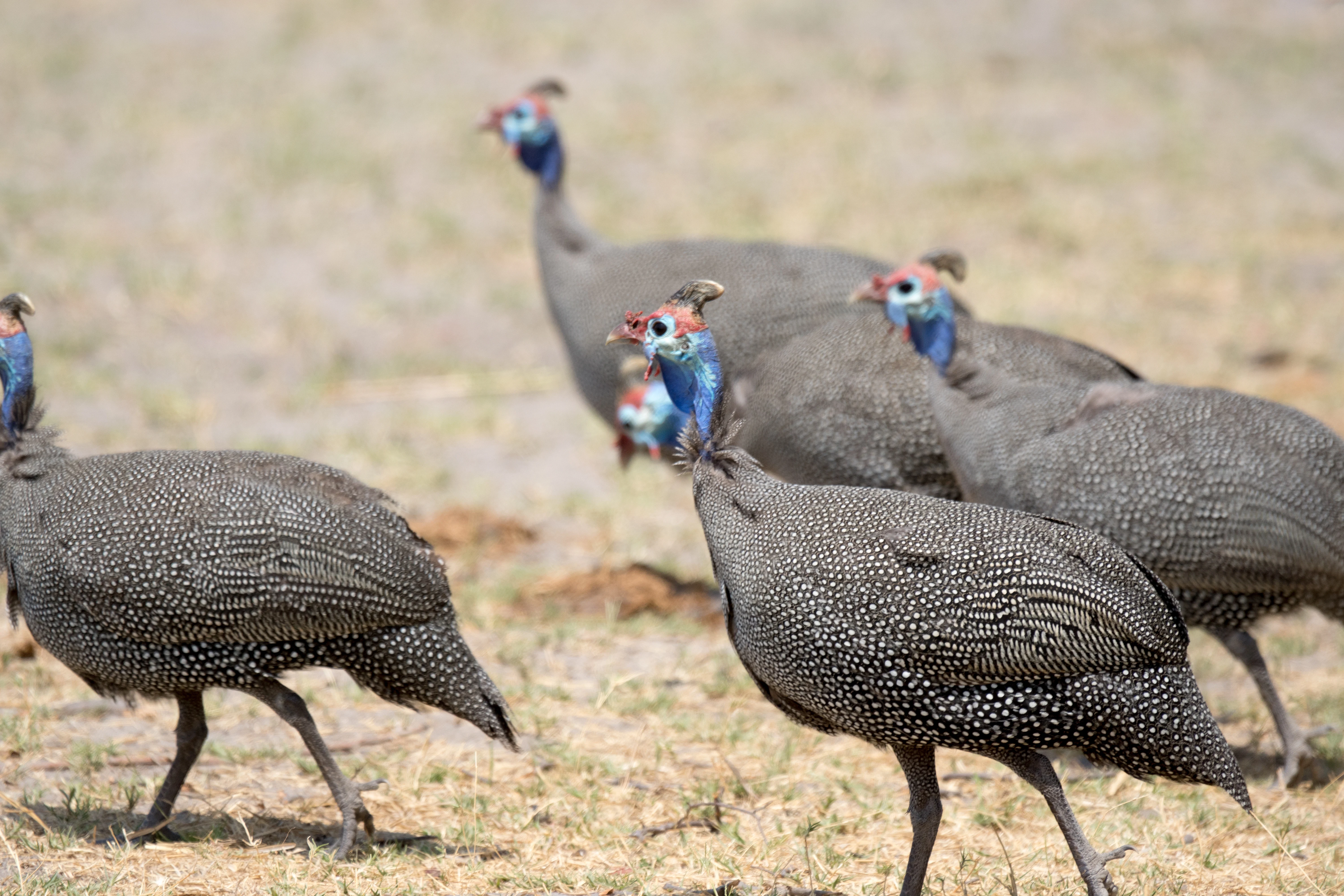 Helmeted Guineafowl, Khwai to Moremi, Botswana — photo by Jim Bennett