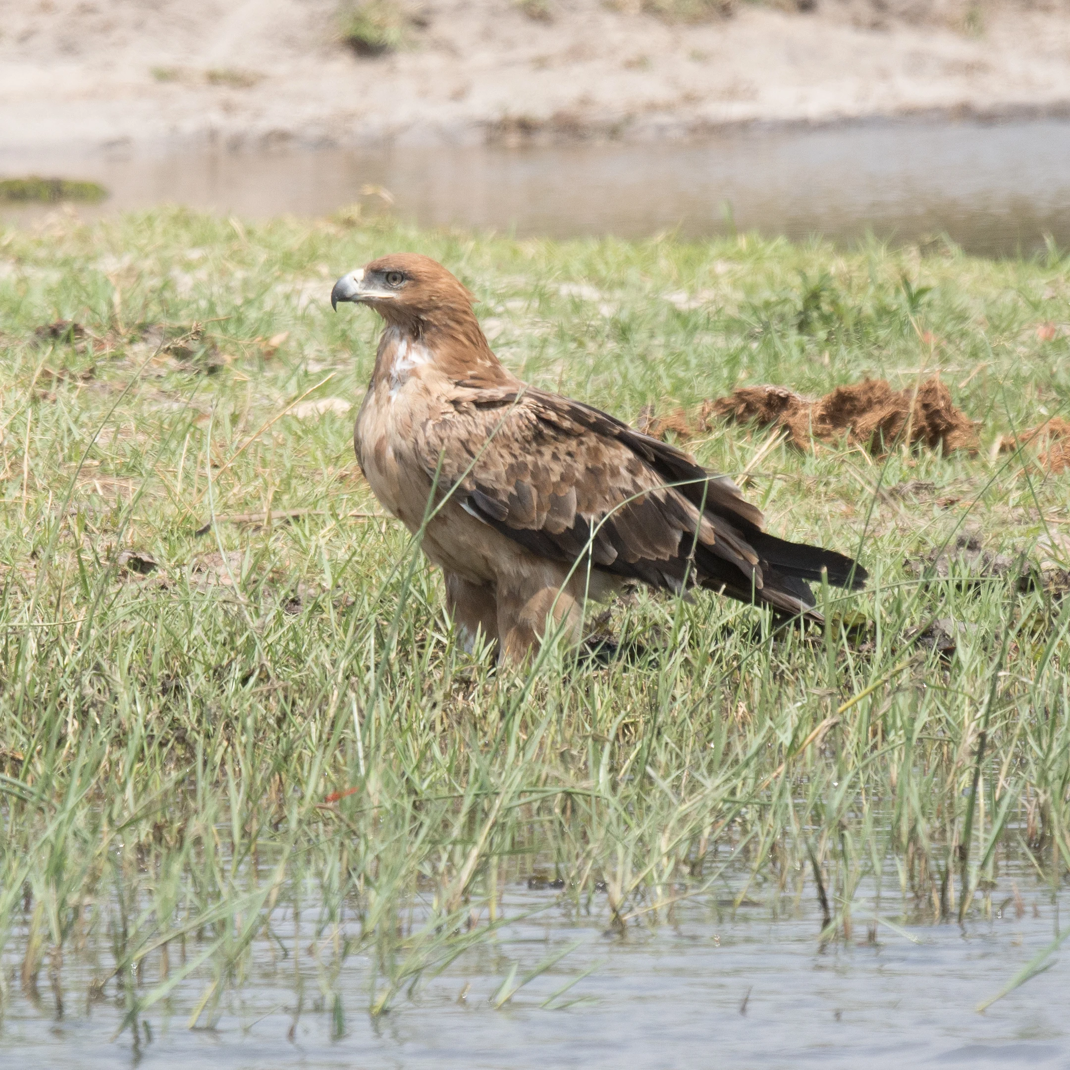 Tawny Eagle, Khwai to Moremi, Botswana — photo by Jim Bennett