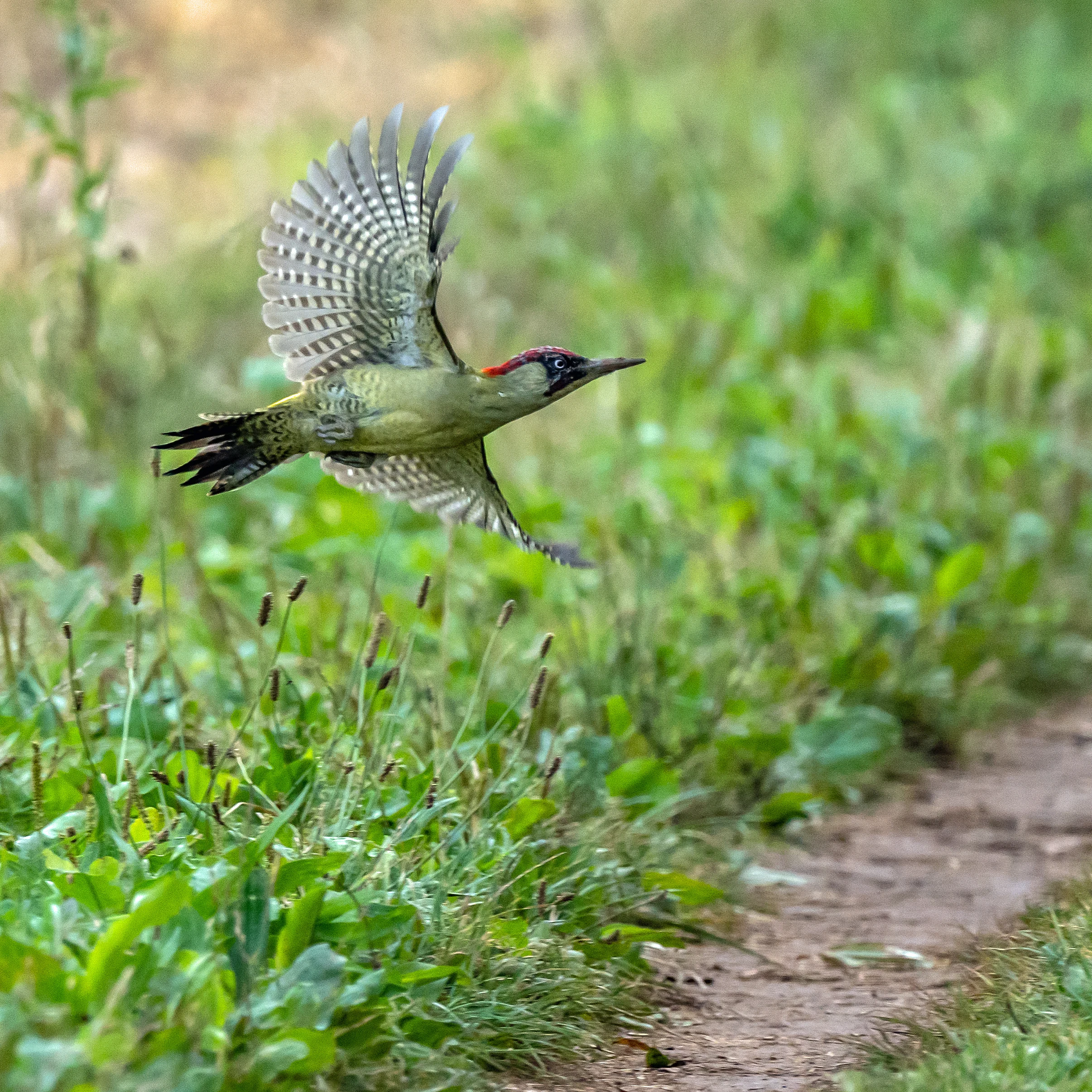 Green Woodpecker, Culham, Oxfordshire, UK — photo by Jim Bennett