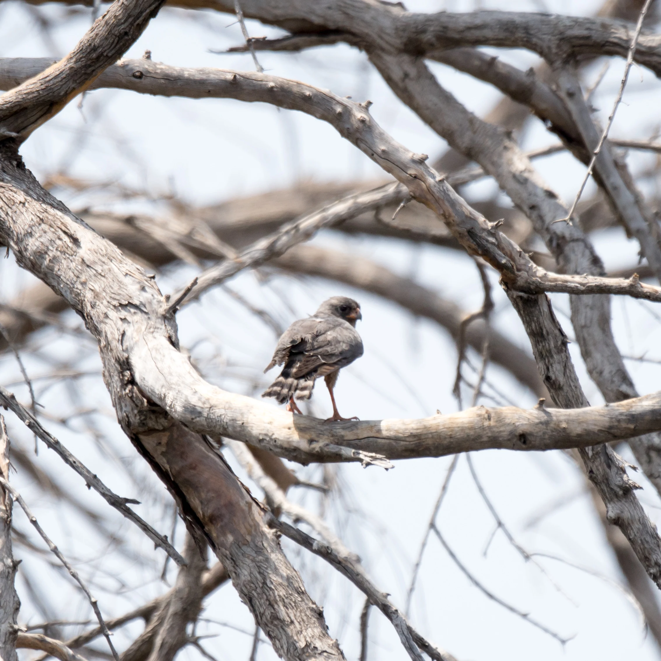 Ovambo Sparrowhawk, Khwai to Moremi, Botswana — photo by Jim Bennett