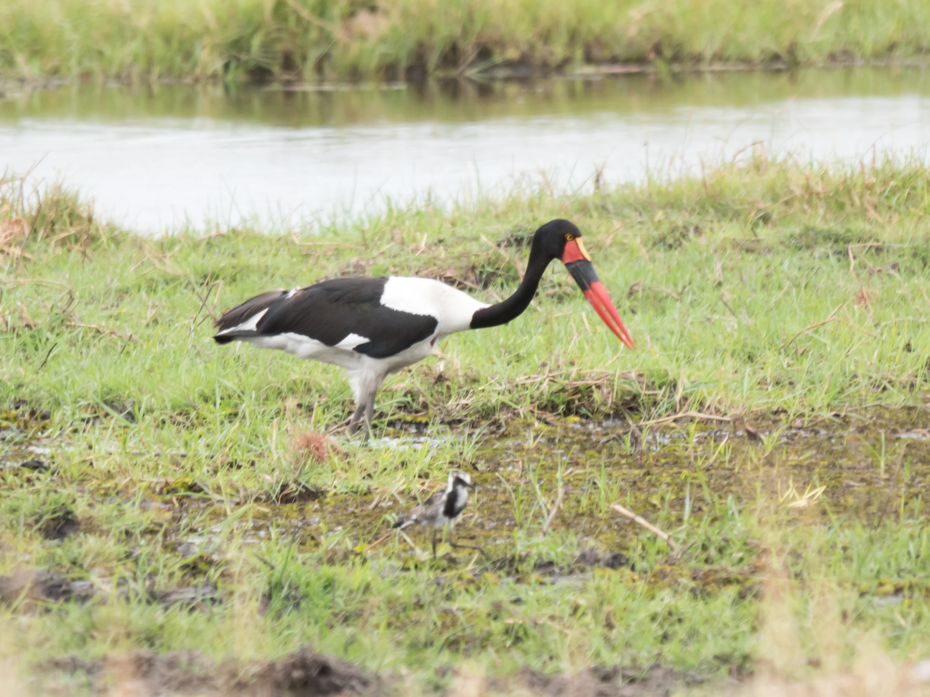 Saddle-billed Stork, Khwai to Moremi, Botswana — photo by Jim Bennett