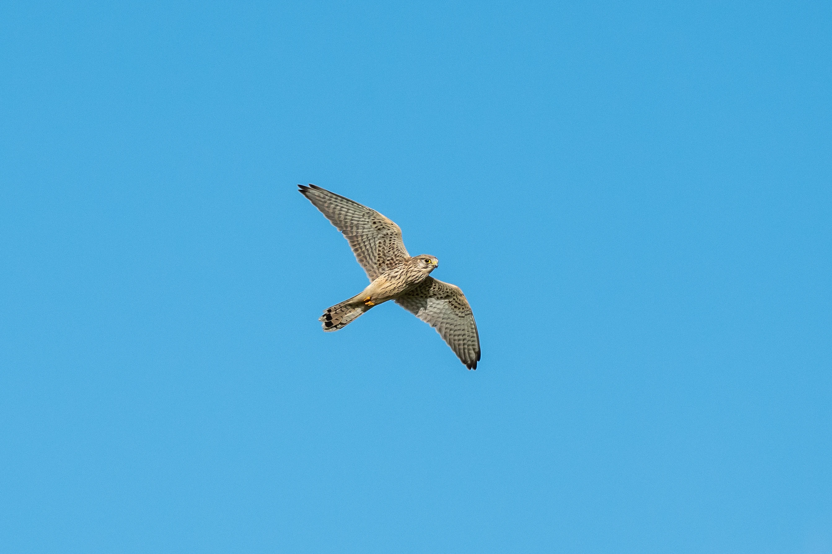Kestrel, Culham, Oxfordshire, UK — photo by Jim Bennett