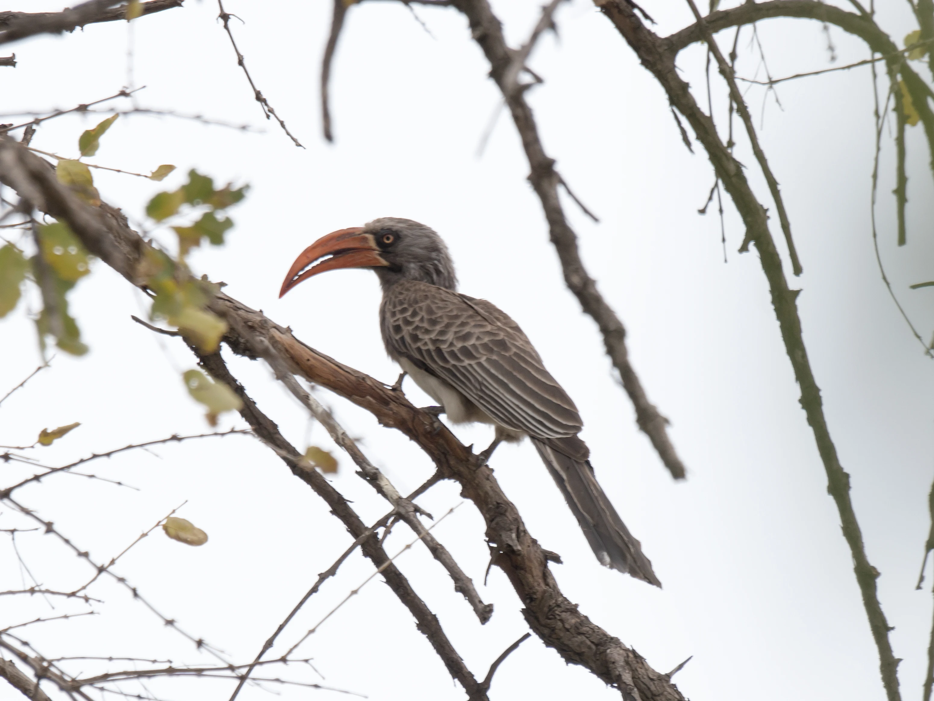 Bradfield's Hornbill, Khwai to Moremi, Botswana — photo by Jim Bennett