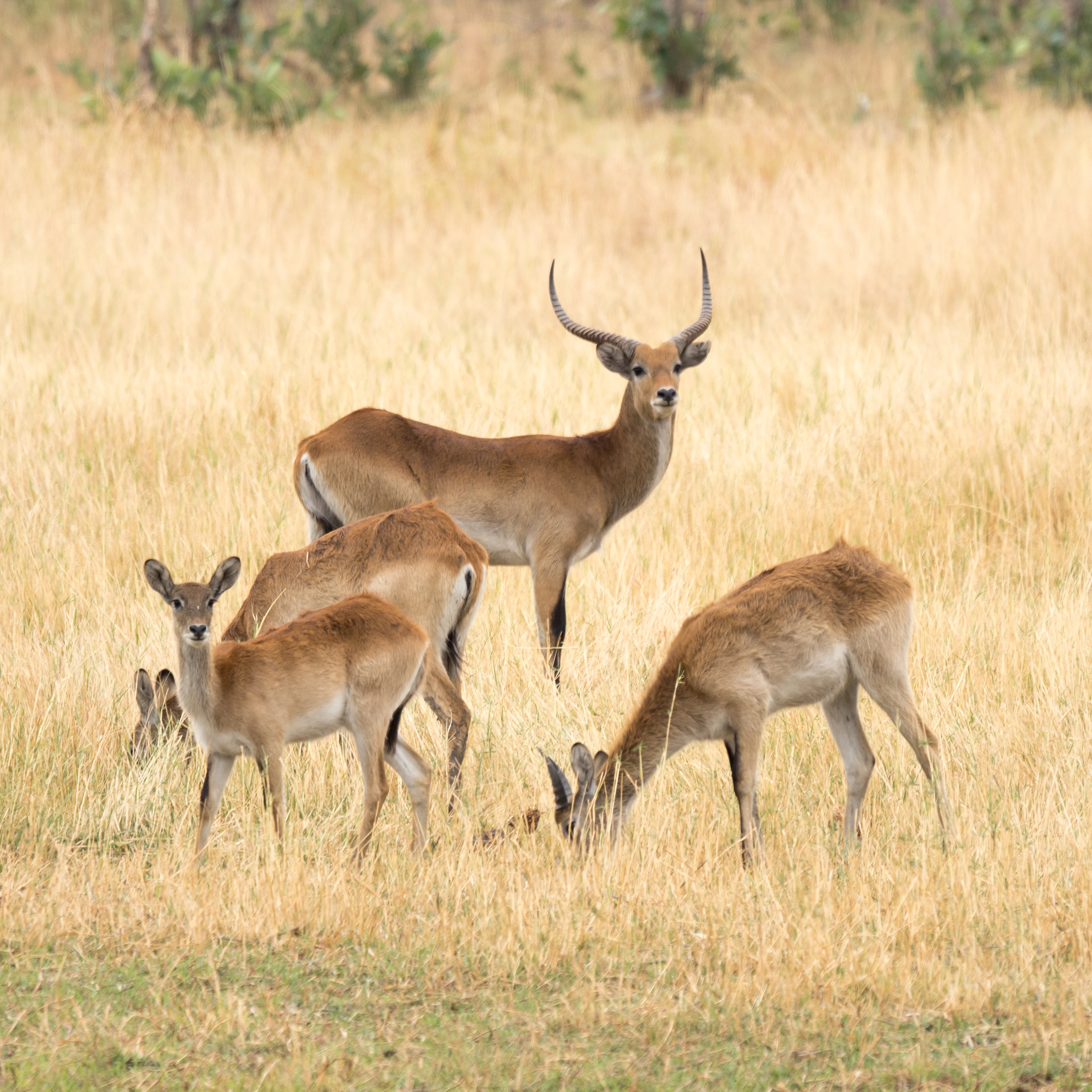 Common Red Lechwe, Khwai to Moremi, Botswana — photo by Jim Bennett
