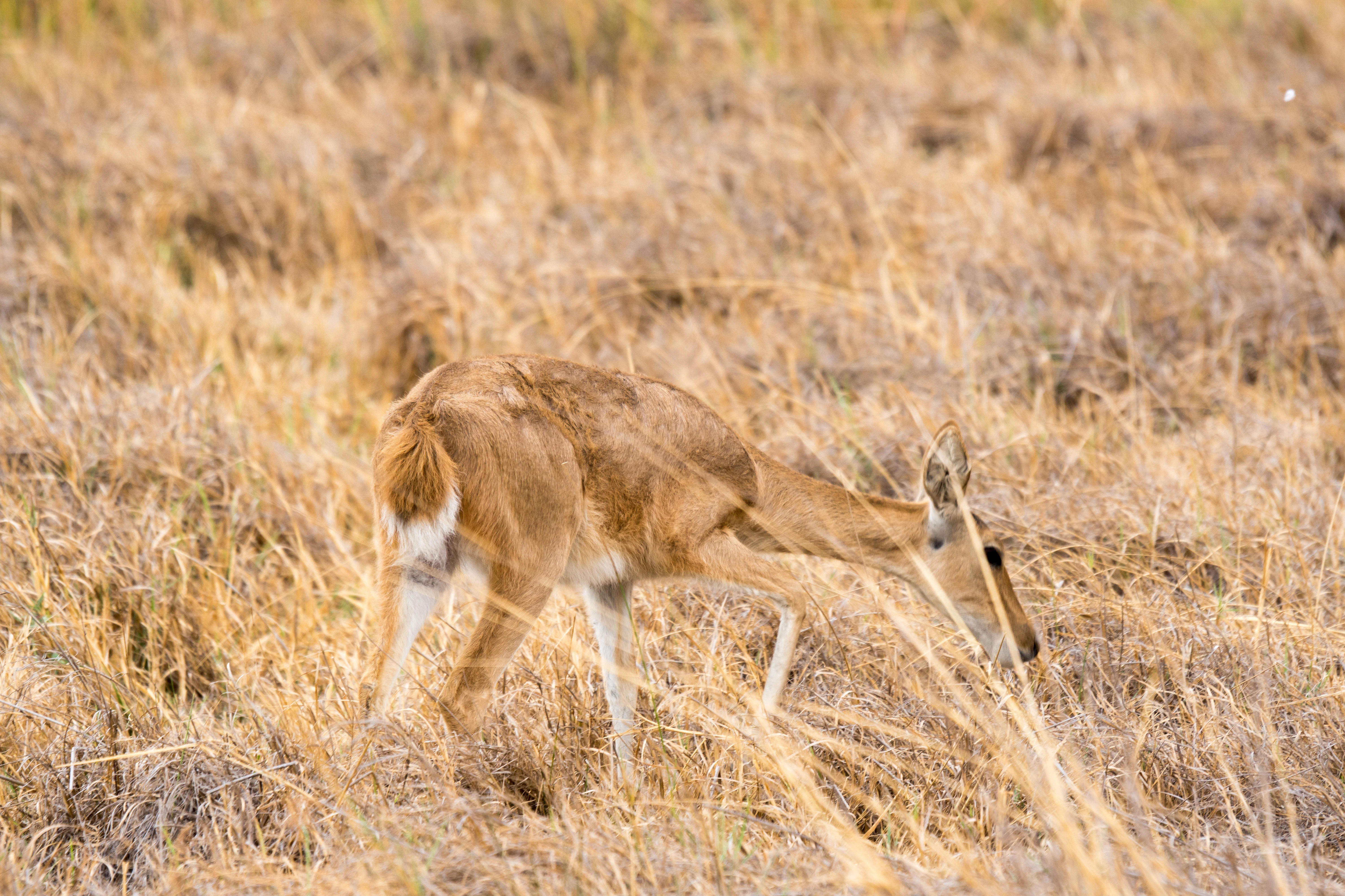 Southern Reedbuck, Khwai to Moremi, Botswana — photo by Jim Bennett