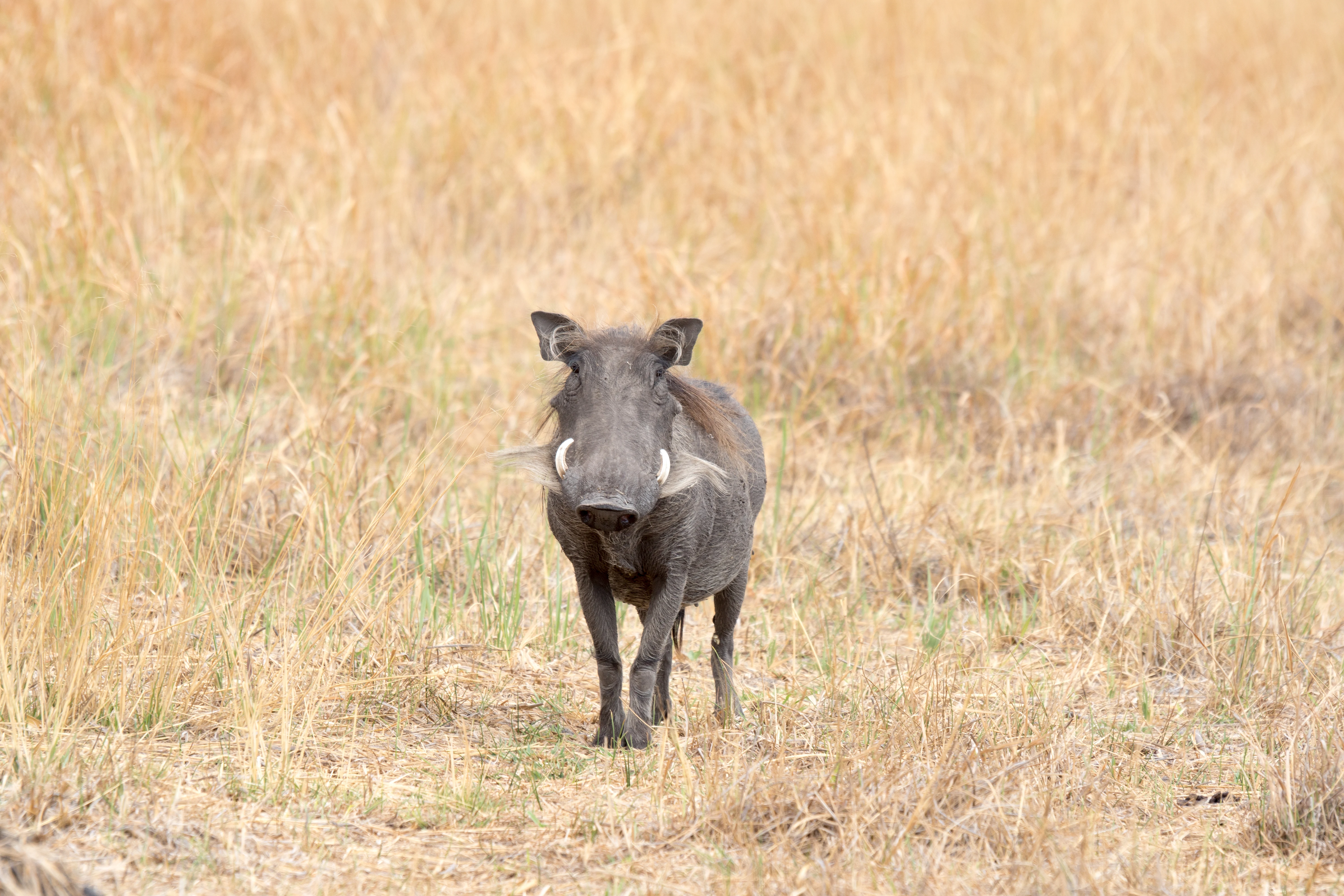 Warthog, Khwai to Moremi, Botswana — photo by Jim Bennett