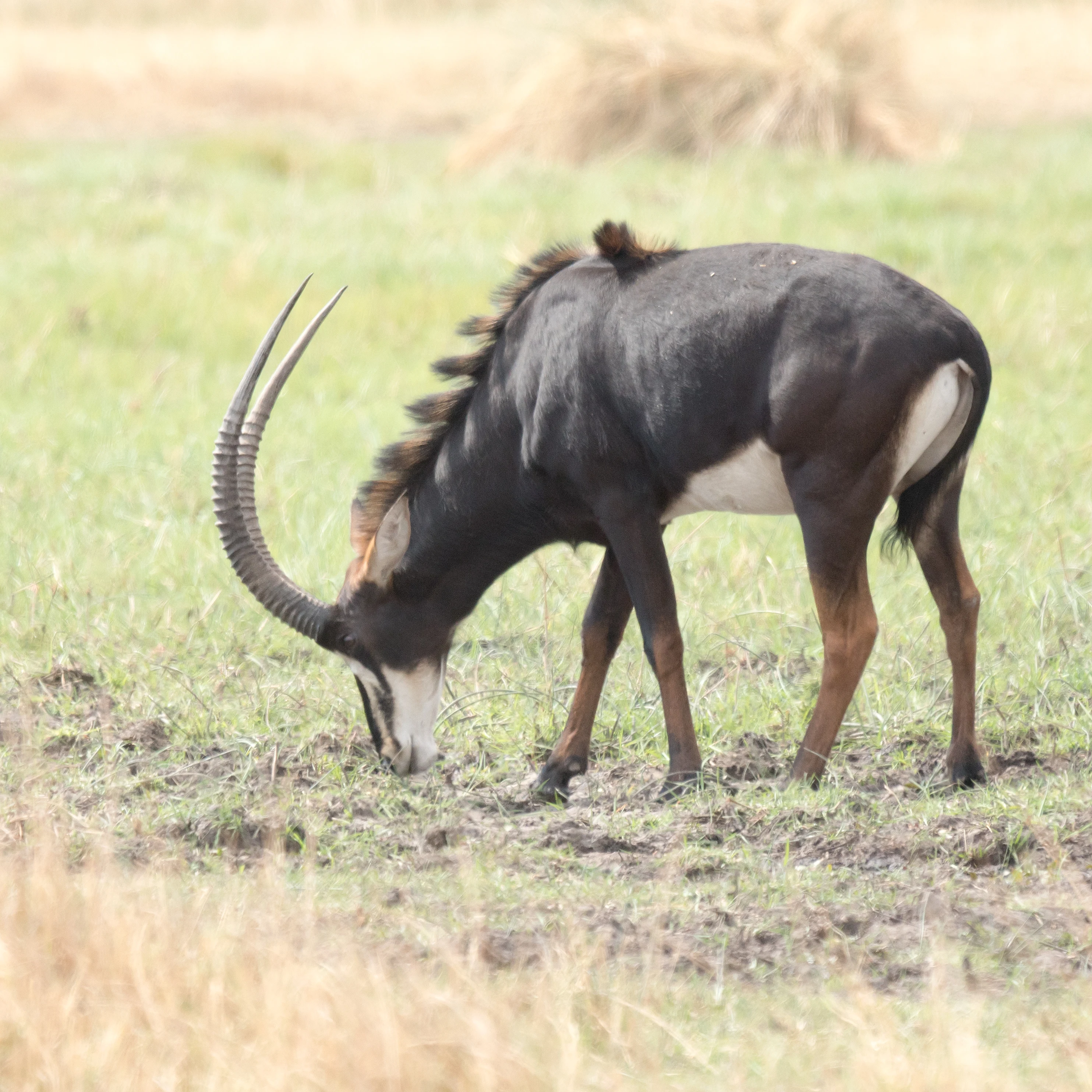 Sable Antelope, Khwai to Moremi, Botswana — photo by Jim Bennett