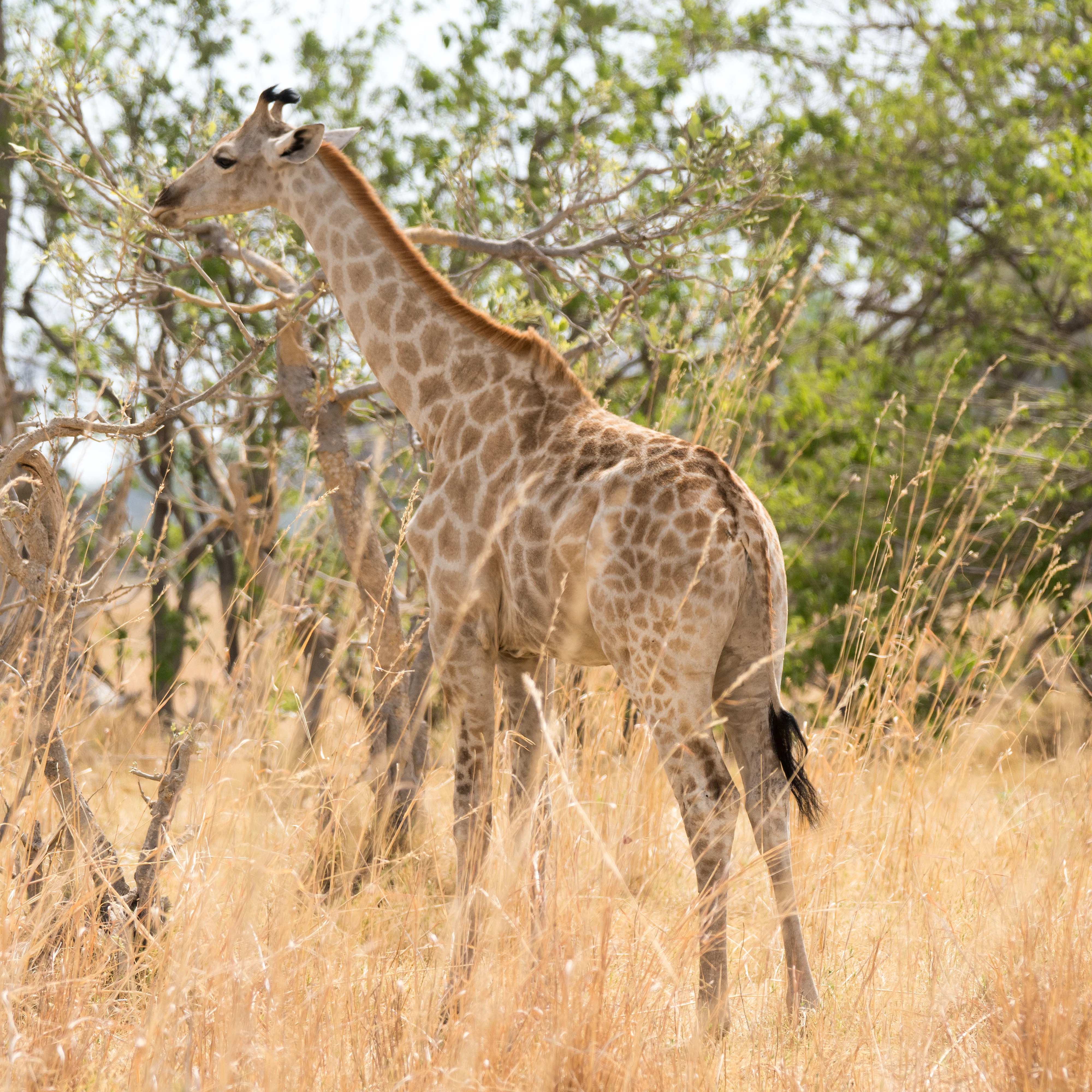 Giraffe, Khwai to Moremi, Botswana — photo by Jim Bennett