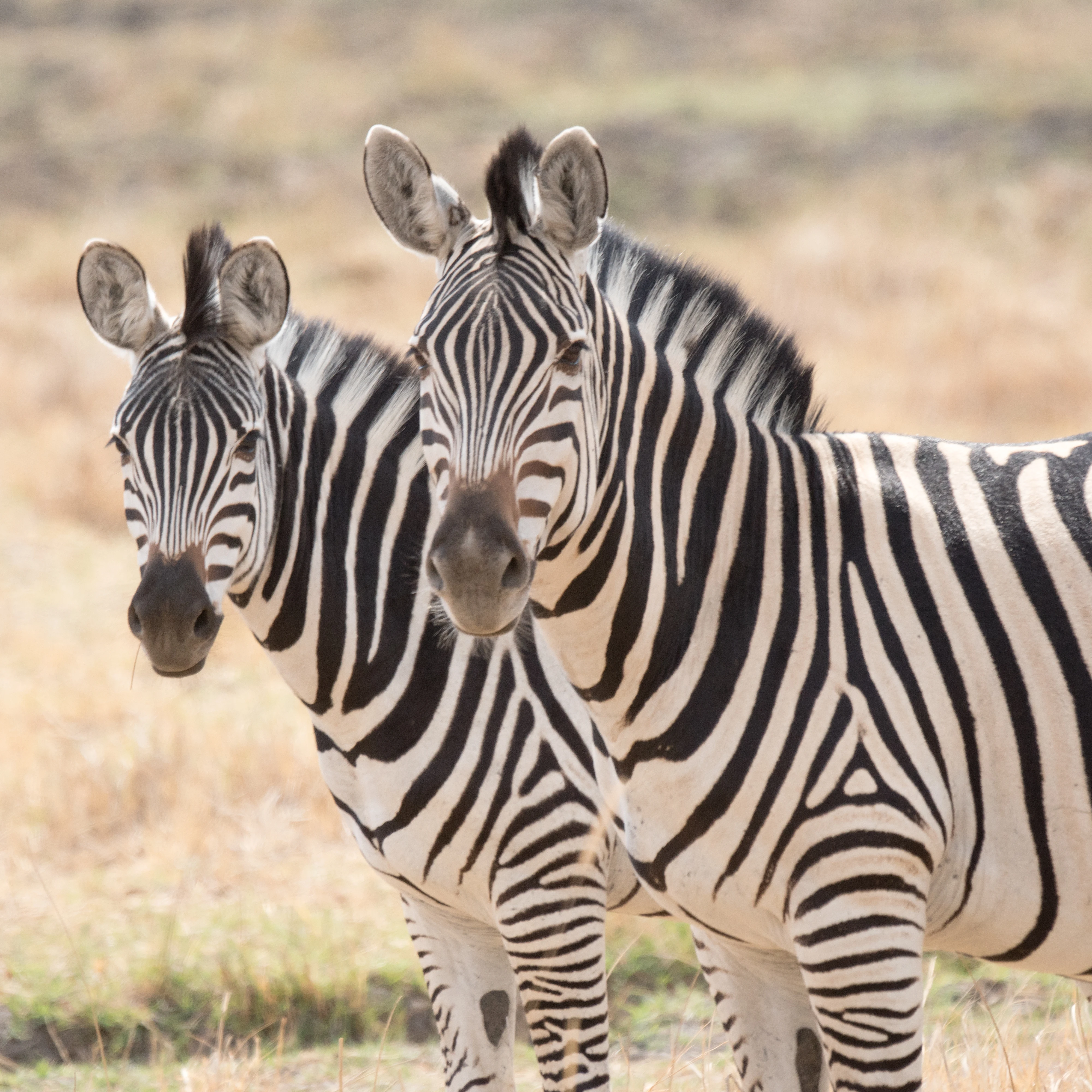 Zebras, Khwai to Moremi, Botswana — photo by Jim Bennett