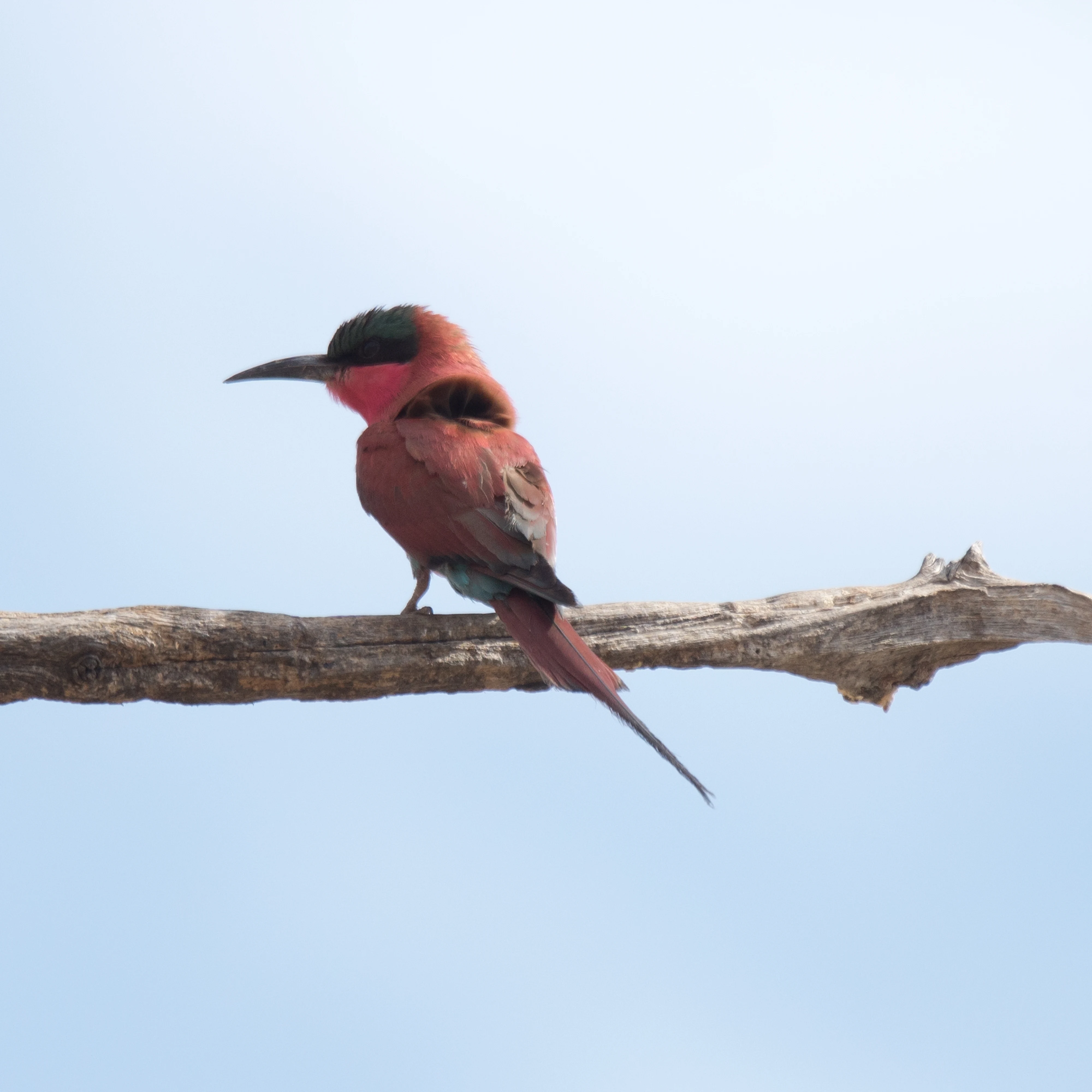 Carmine Bee-eater, Khwai to Moremi, Botswana — photo by Jim Bennett