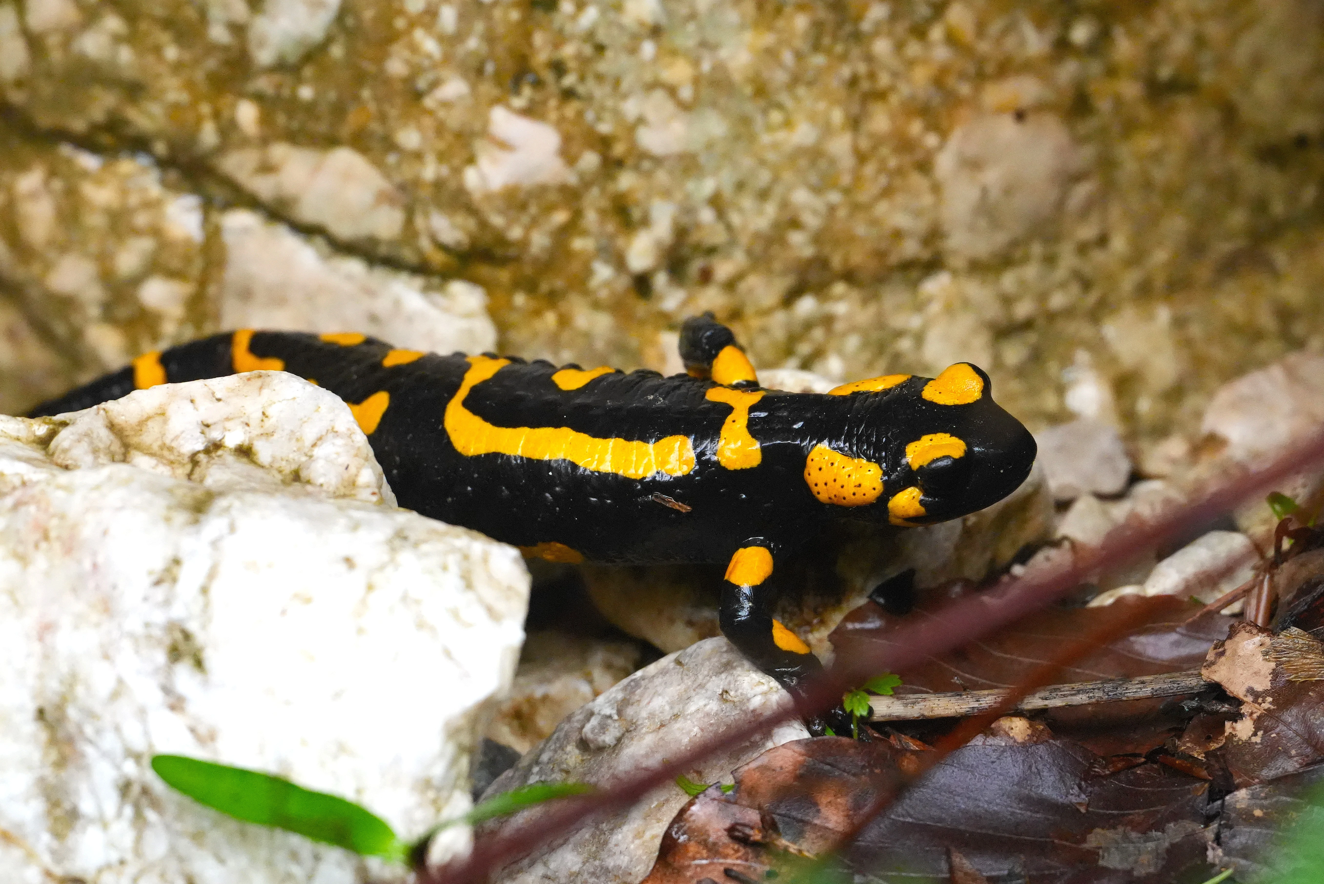 Fire Salamander, Zarnesti Gorge, Transylvania, Romania — photo by Jim Bennett
