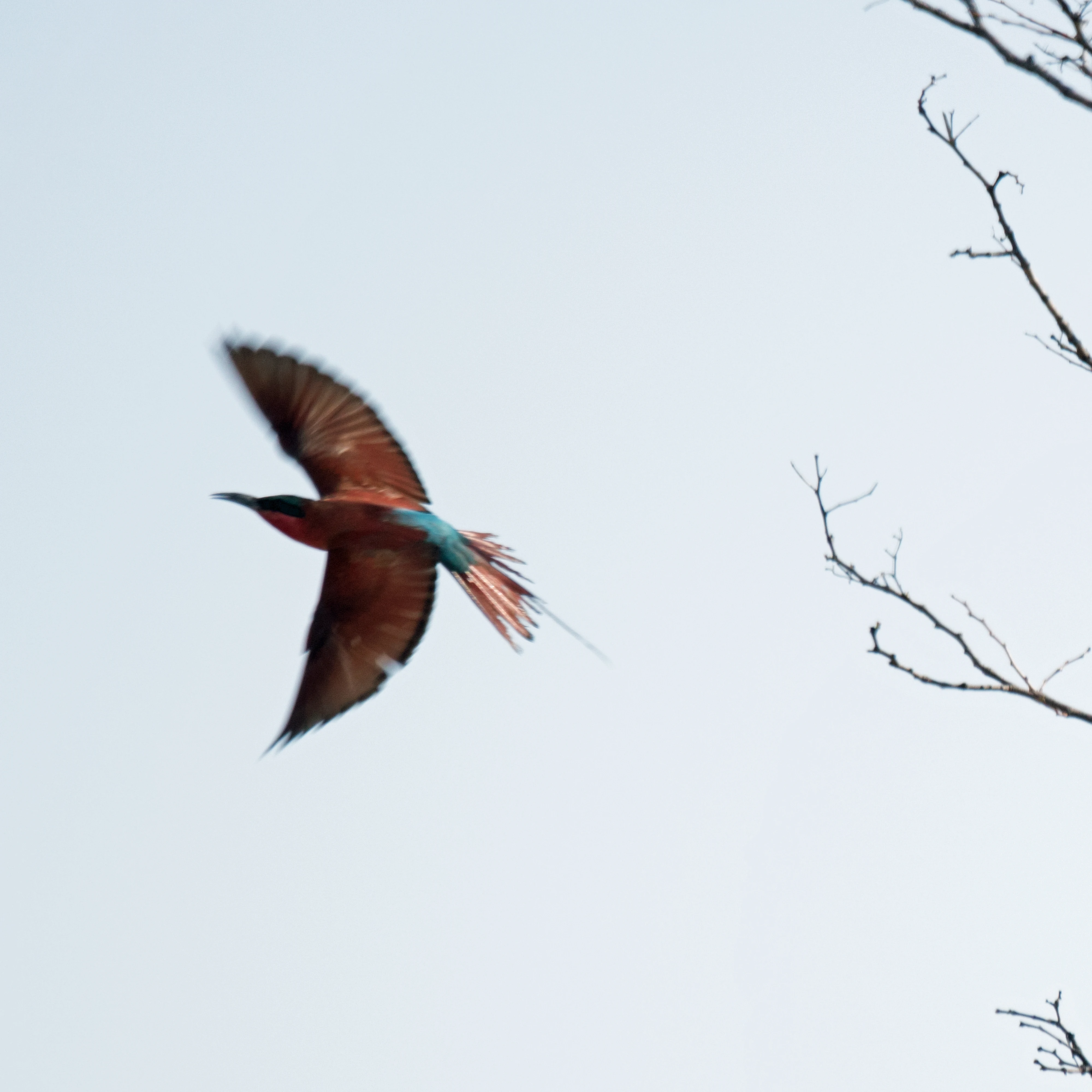 Carmine Bee-eater, Khwai to Moremi, Botswana — photo by Jim Bennett