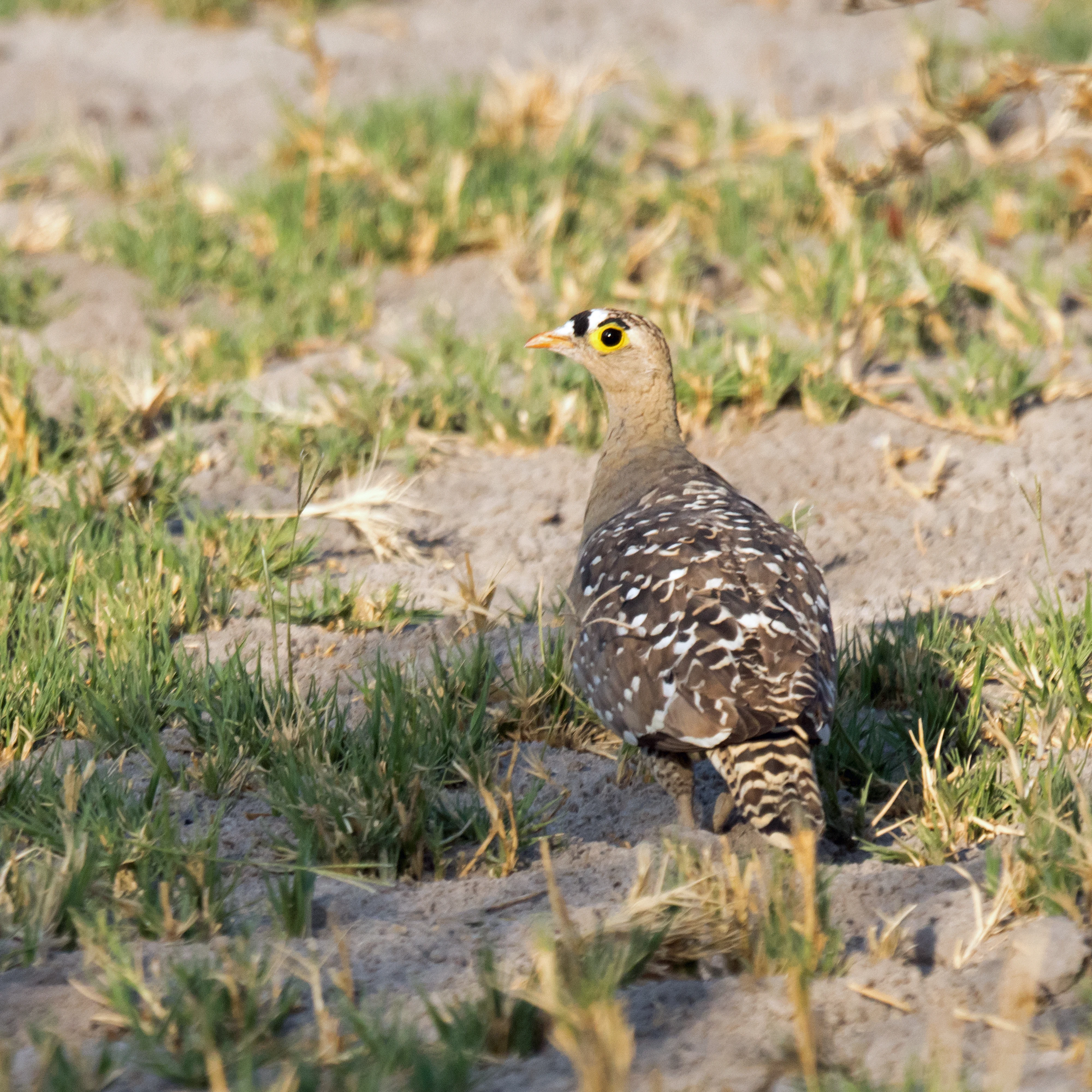 Double-banded Sandgrouse, Moremi Game Reserve, Botswana — photo by Jim Bennett