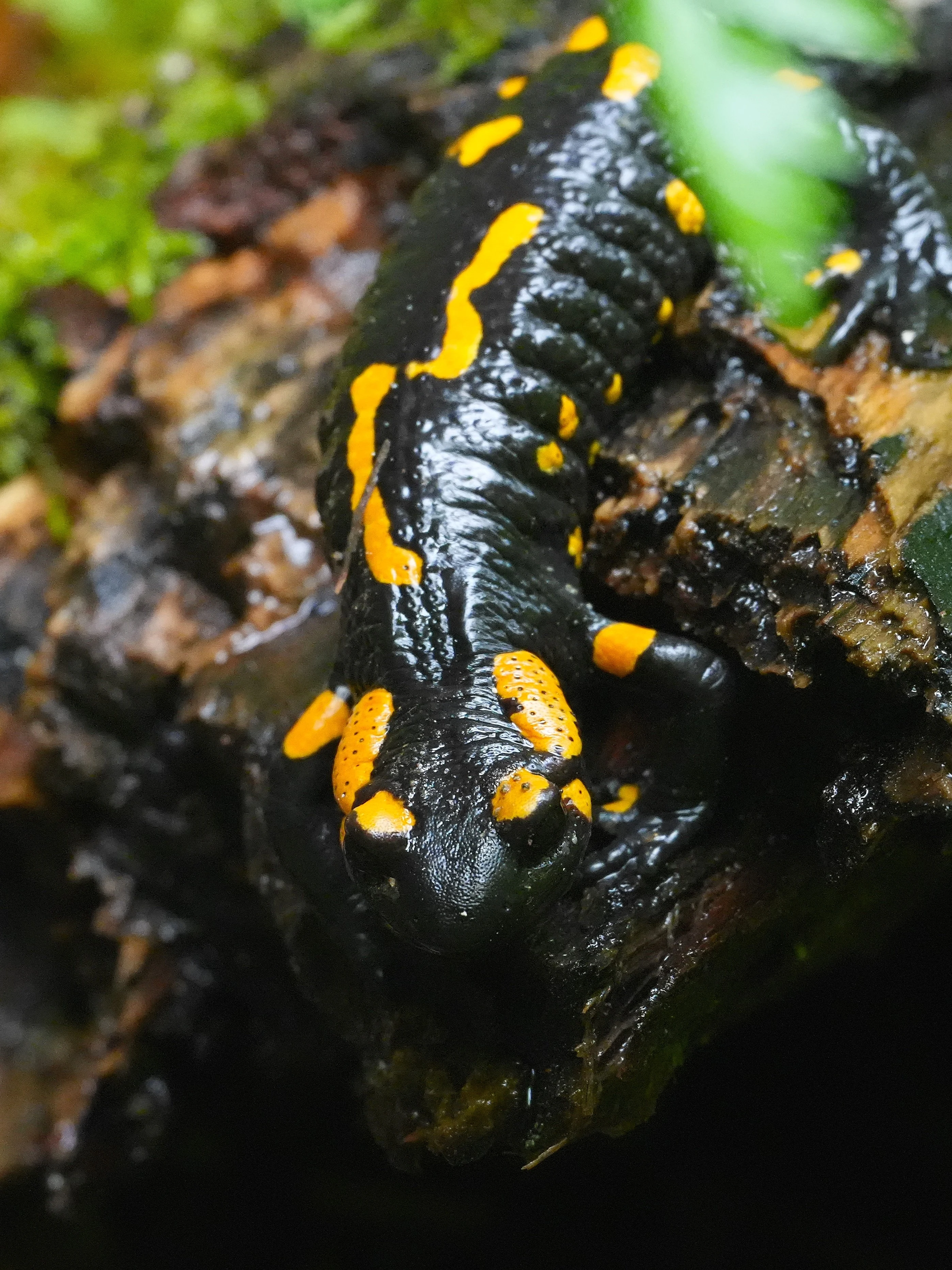 Fire Salamander, Zarnesti Gorge, Transylvania, Romania — photo by Jim Bennett