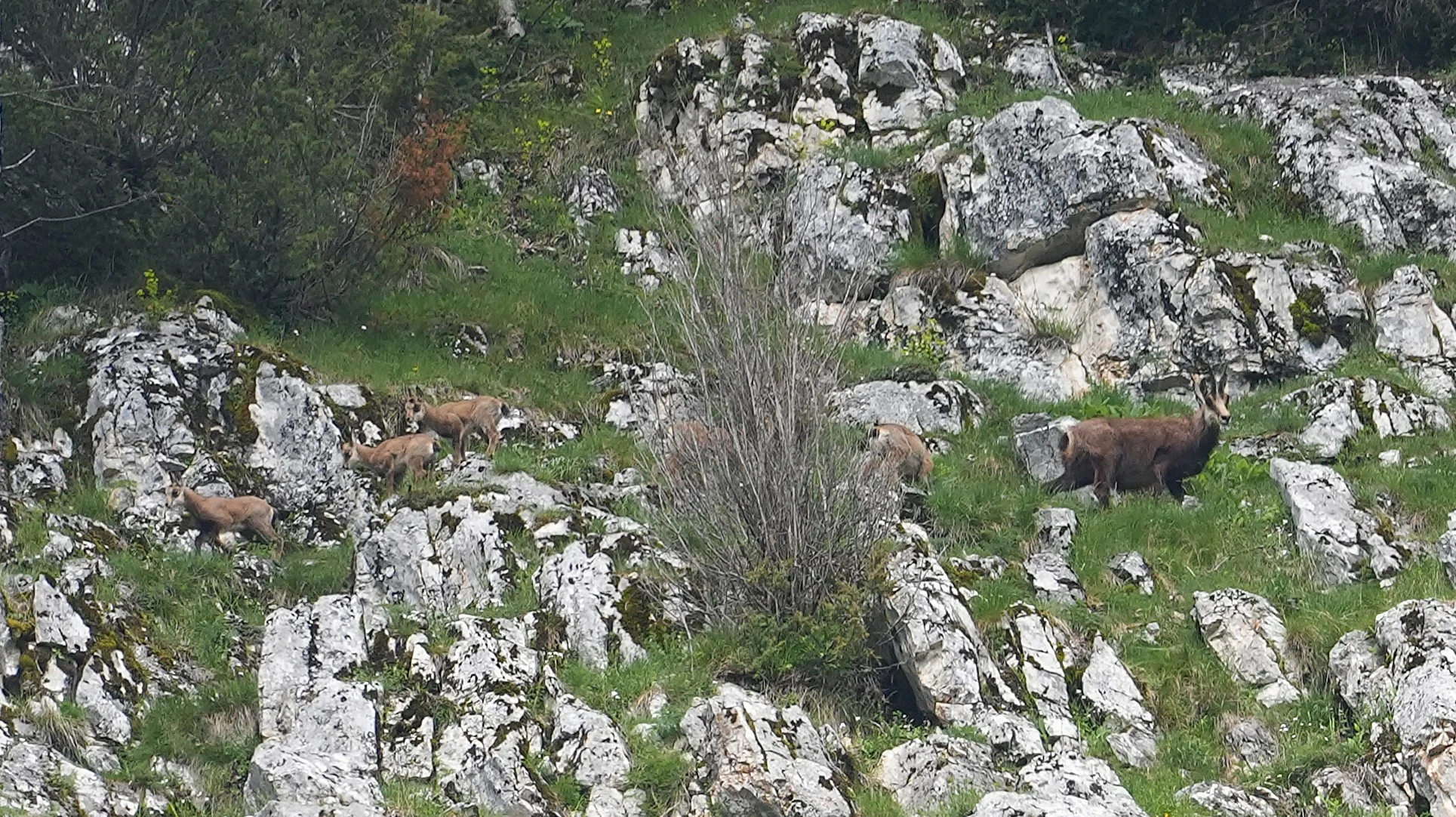Chamois, Zarnesti  orge, Transylvania, Romania — photo by Jim Bennett