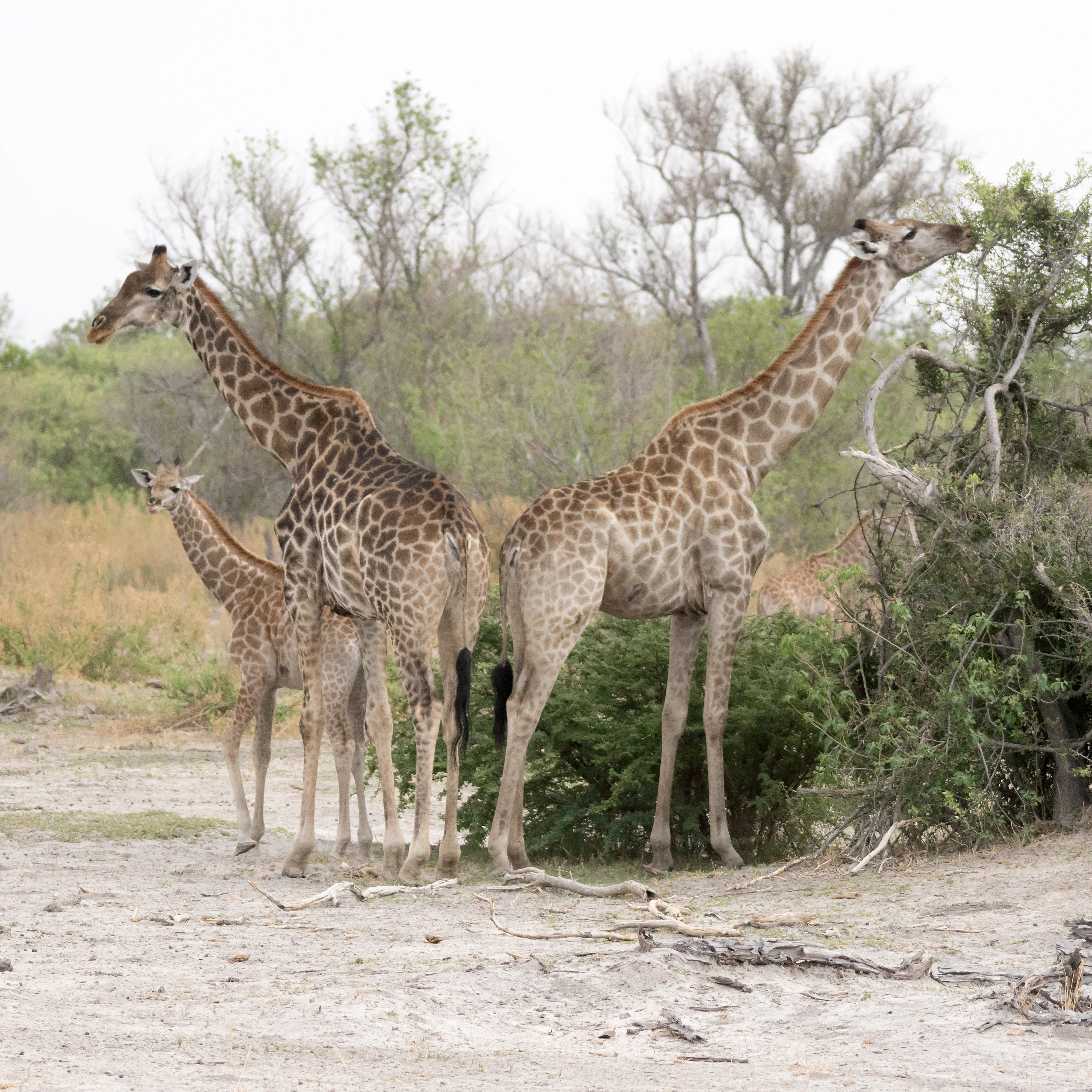 Giraffes, Moremi Game Reserve, Botswana — photo by Jim Bennett