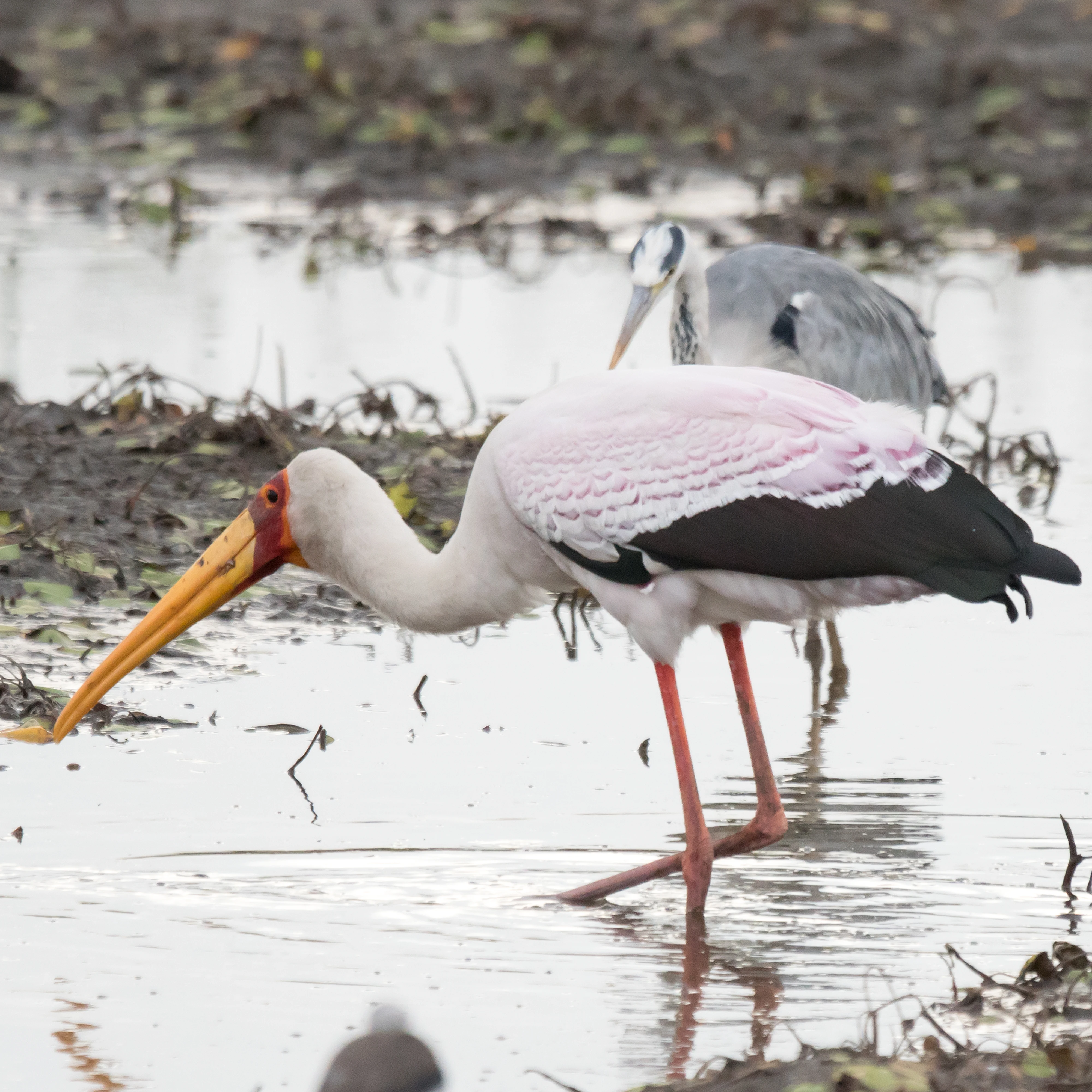 Yellow-billed Stork, Moremi Game Reserve, Botswana — photo by Jim Bennett