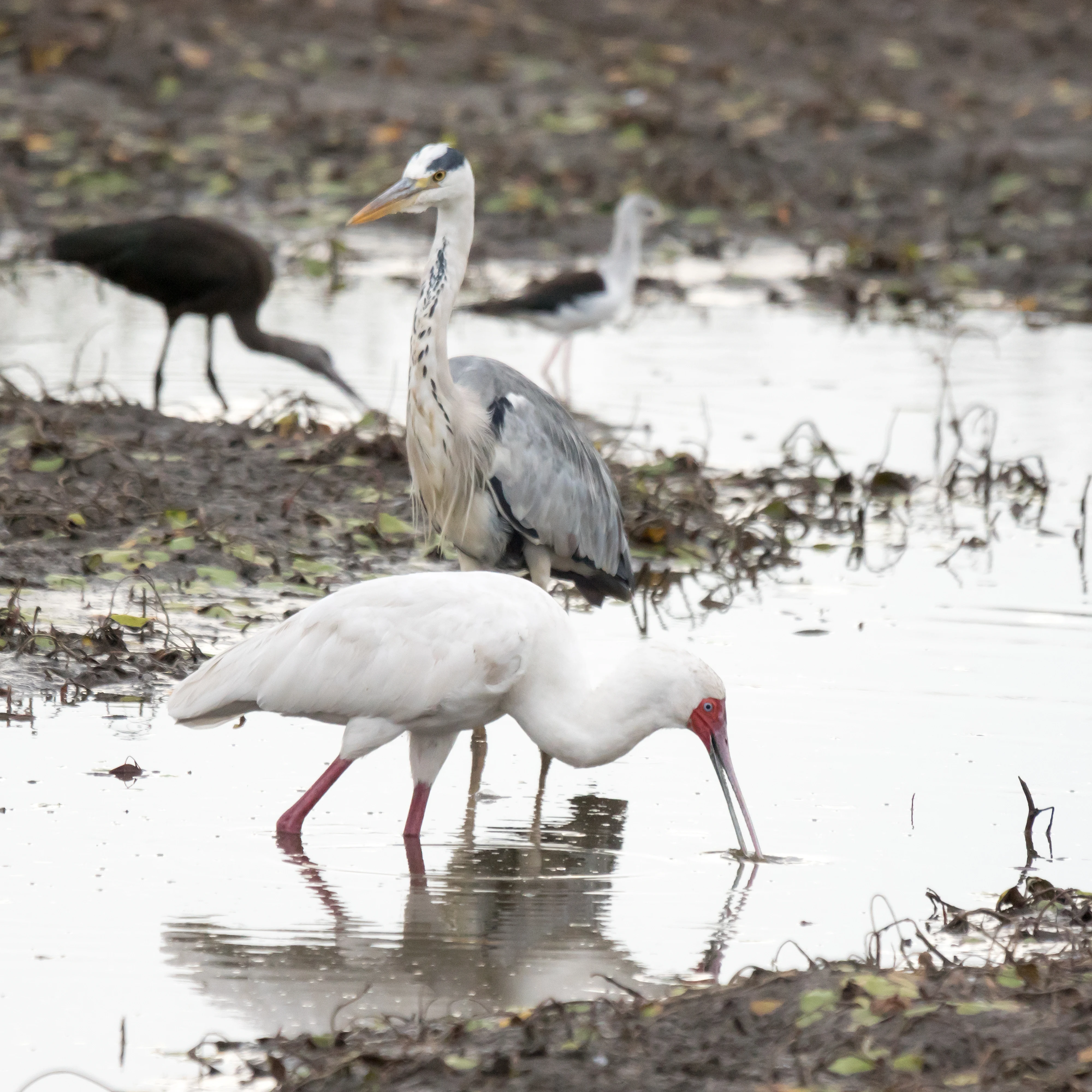 African Spoonbill, Moremi Game Reserve, Botswana — photo by Jim Bennett