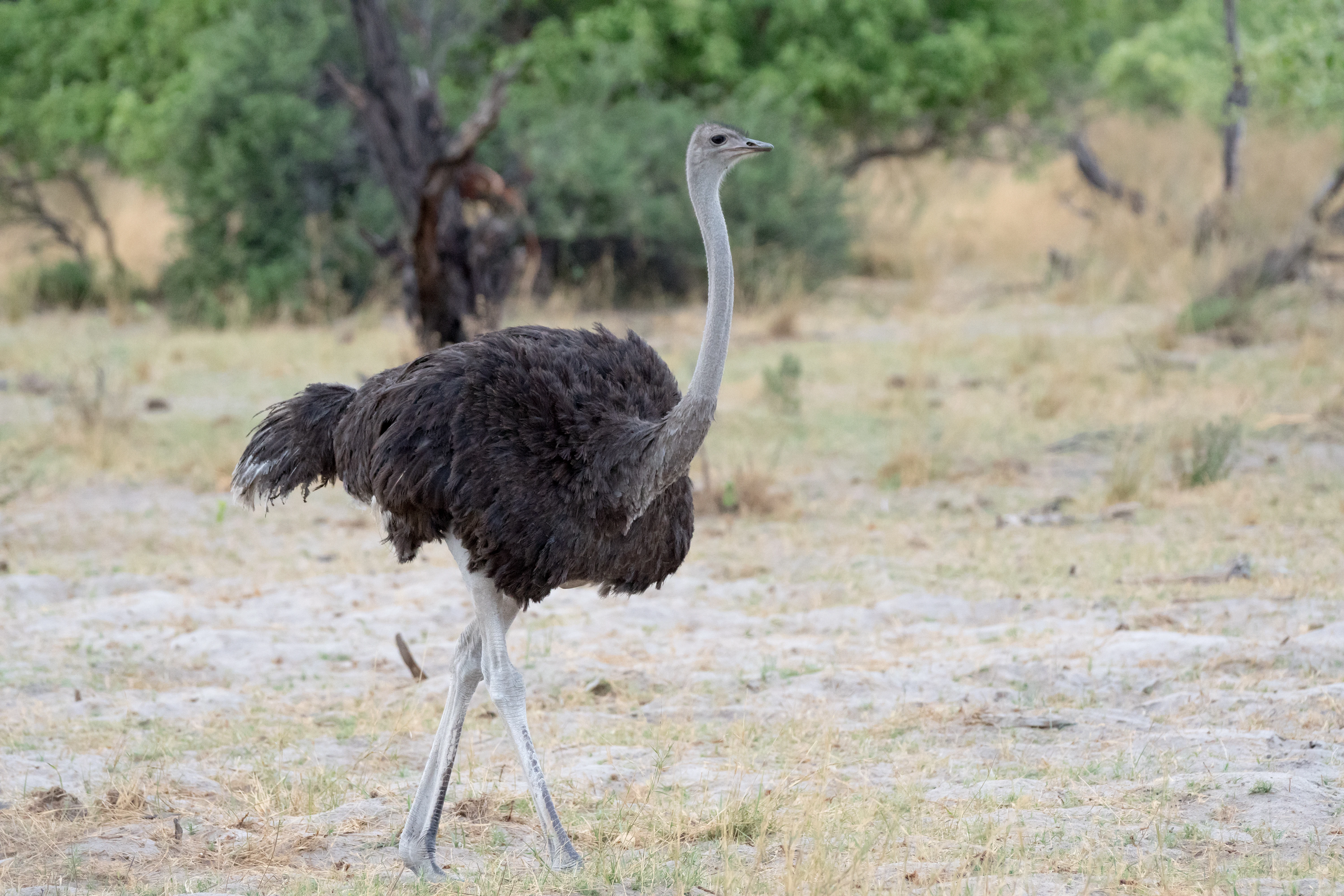 female Ostrich, Moremi Game Reserve, Botswana — photo by Jim Bennett