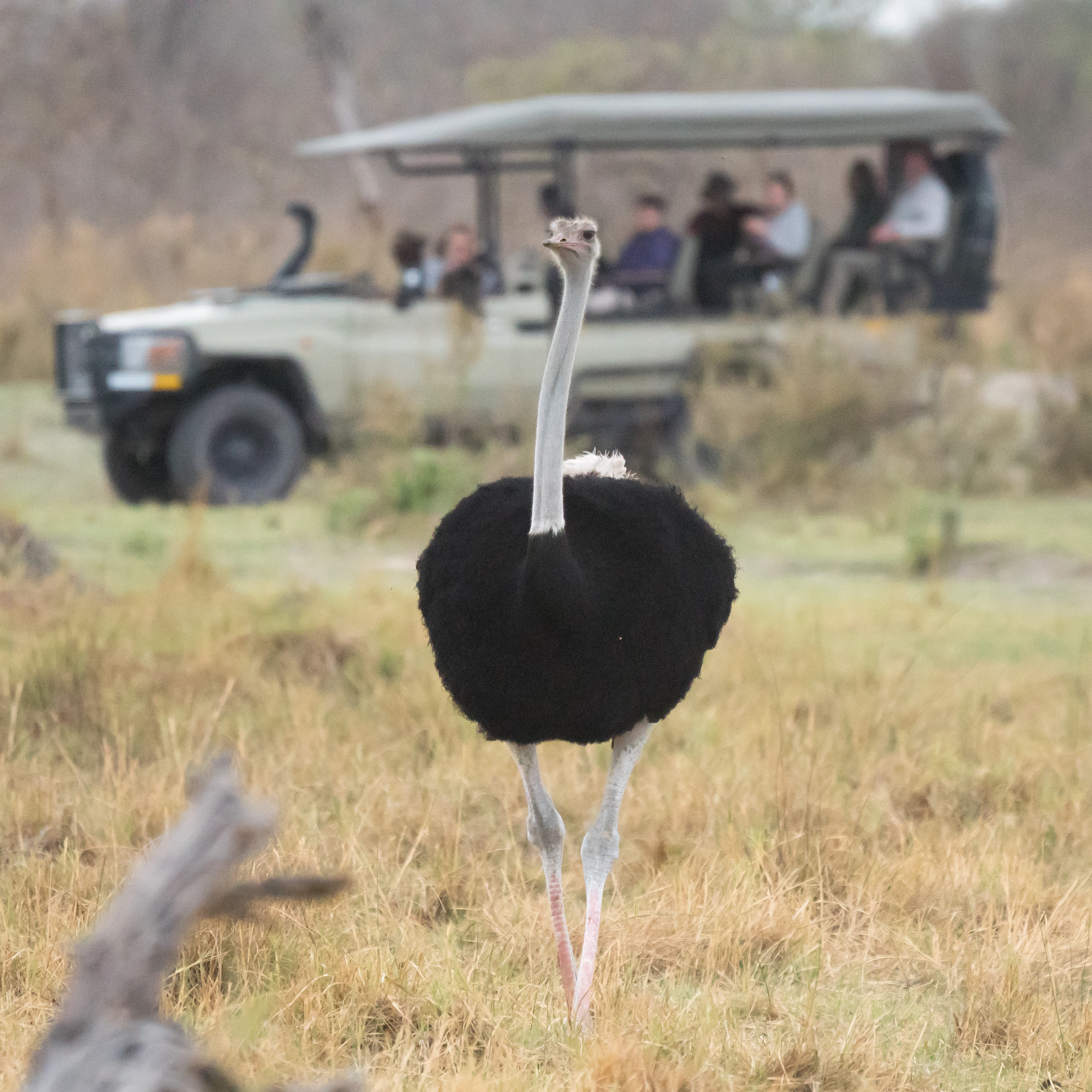 male Ostrich, Moremi Game Reserve, Botswana — photo by Jim Bennett