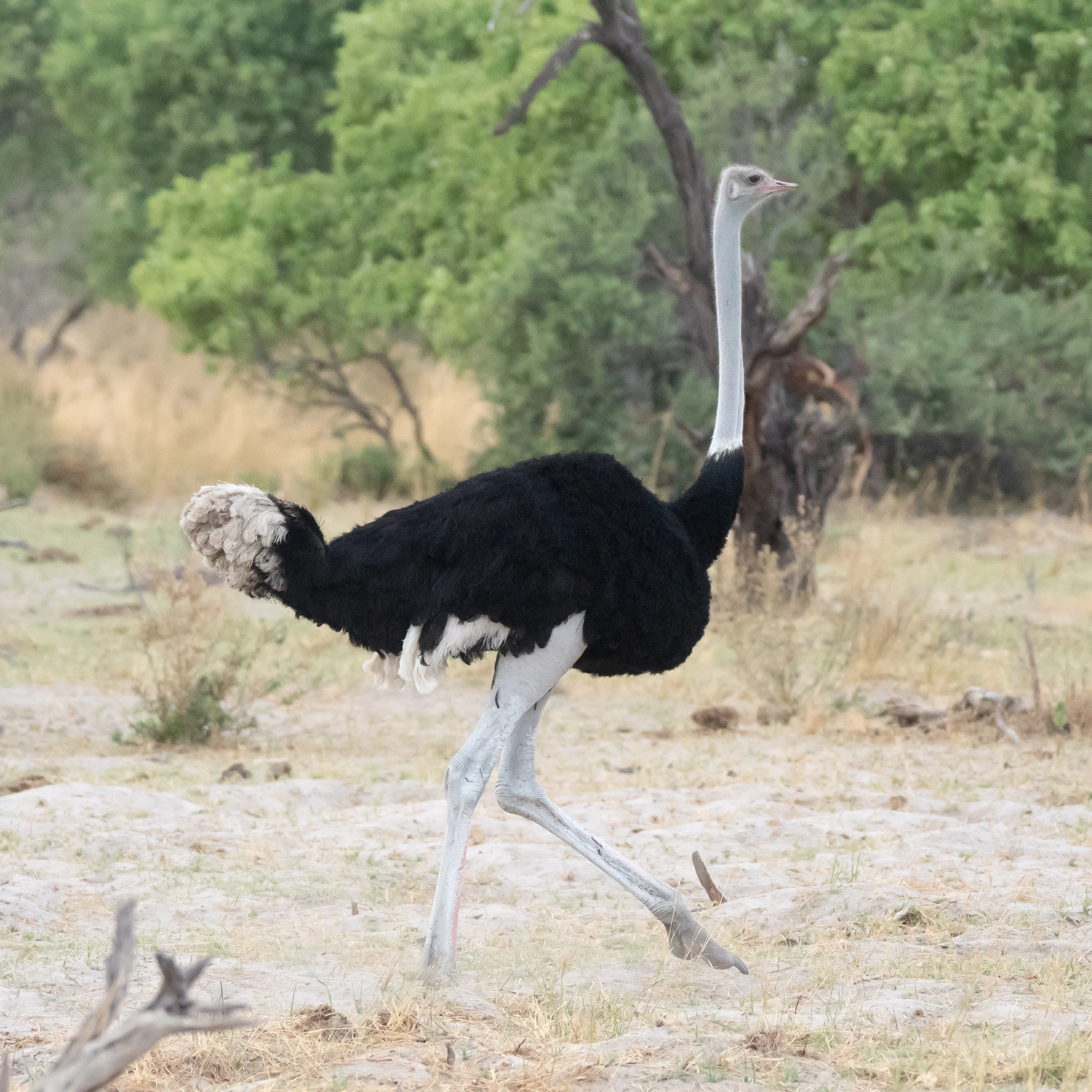 male Ostrich, Moremi Game Reserve, Botswana — photo by Jim Bennett