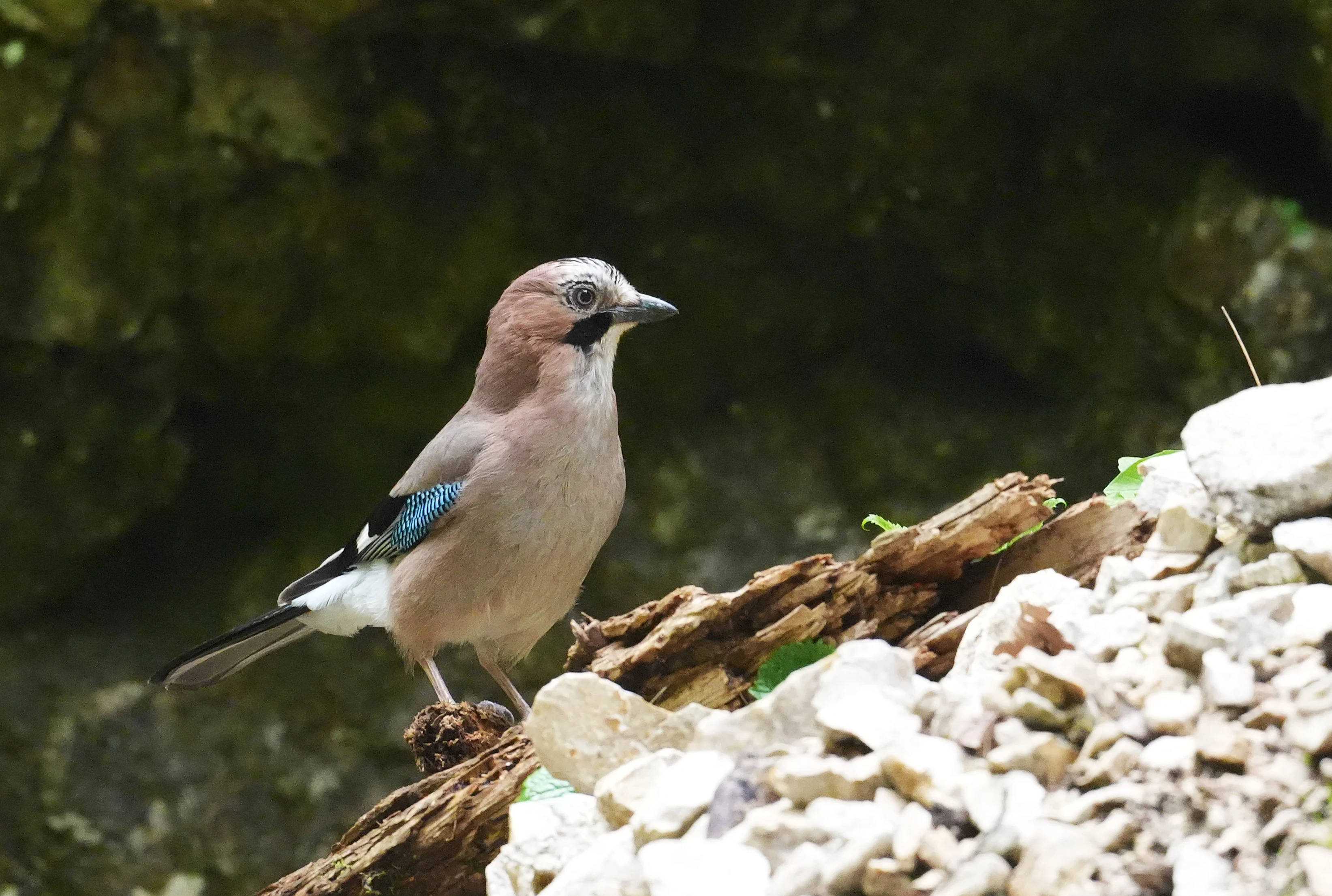 Jay, Zarnesti Gorge, Transylvania, Romania — photo by Jim Bennett