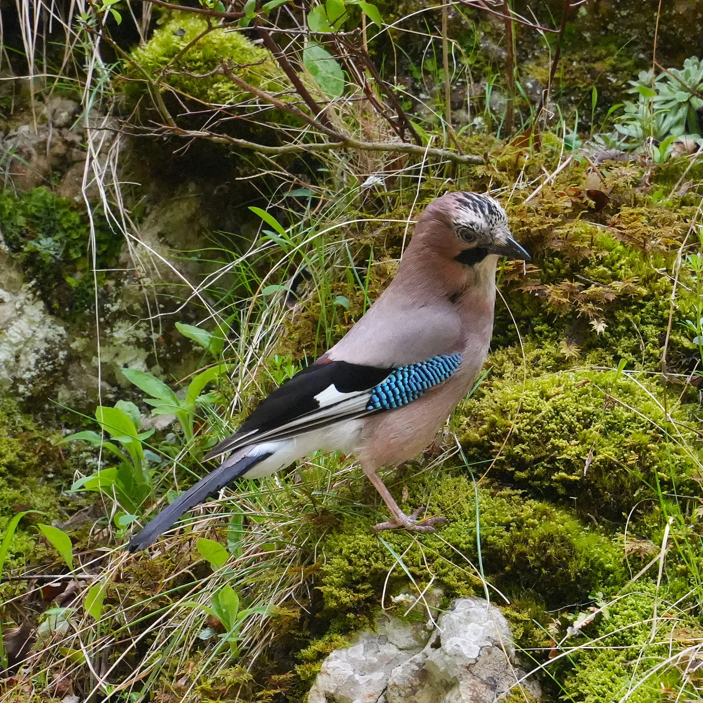 Jay, Zarnesti Gorge, Transylvania, Romania — photo by Jim Bennett