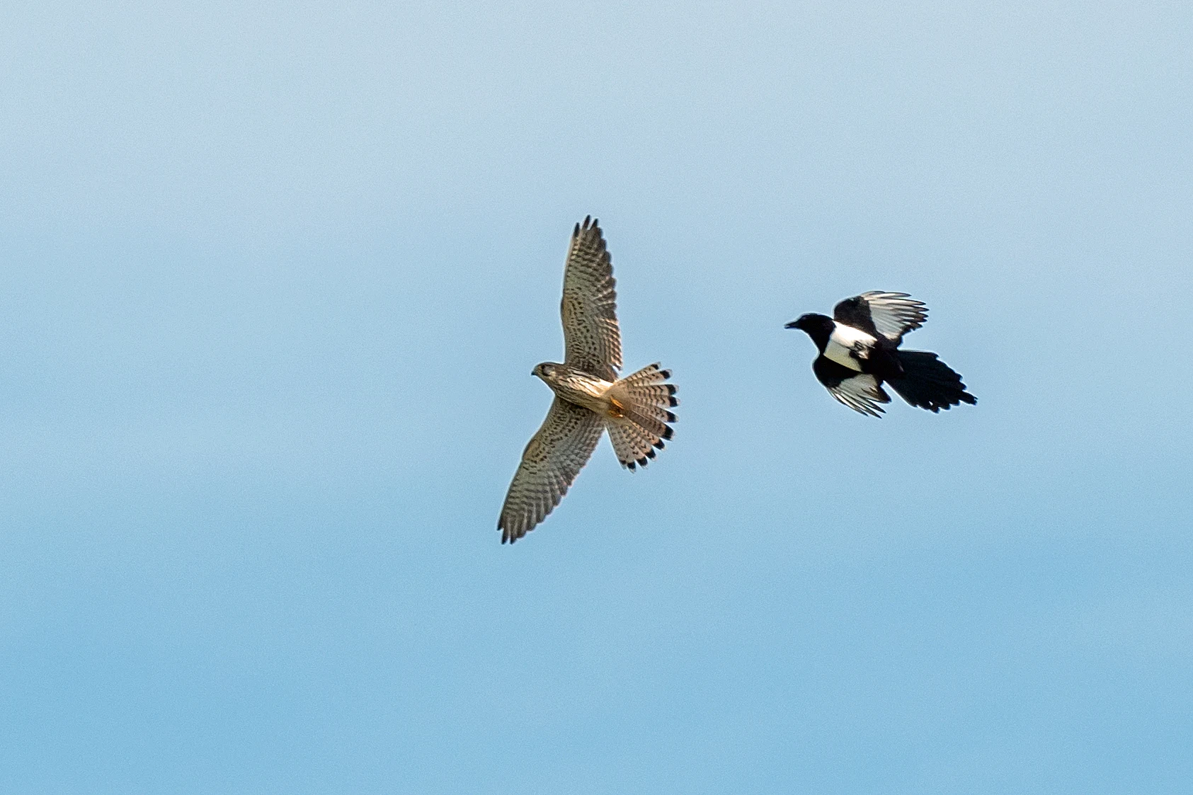 Kestrel & Magpie, Culham, Oxfordshire, UK — photo by Jim Bennett