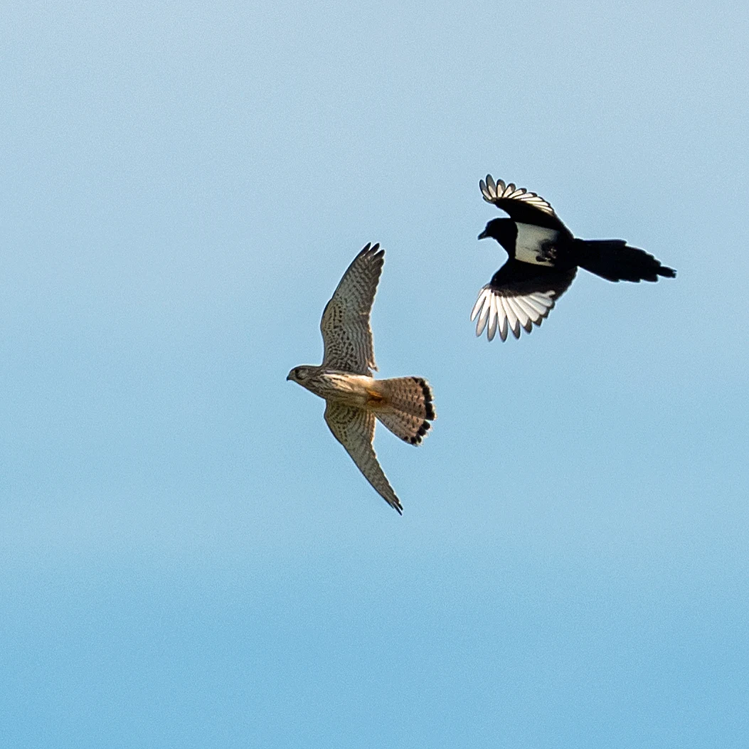 Kestrel & Magpie, Culham, Oxfordshire, UK — photo by Jim Bennett