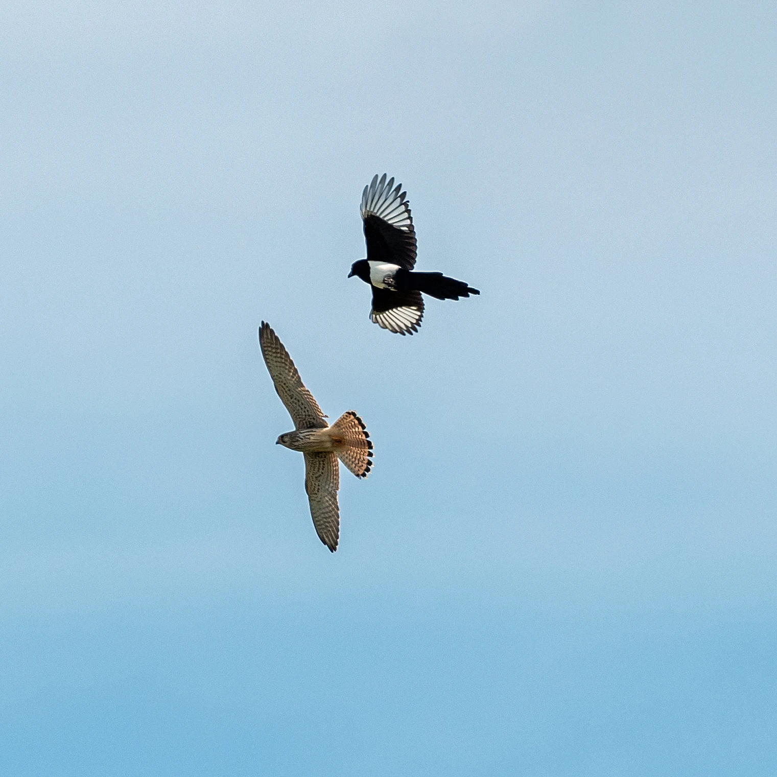 Kestrel & Magpie, Culham, Oxfordshire, UK — photo by Jim Bennett
