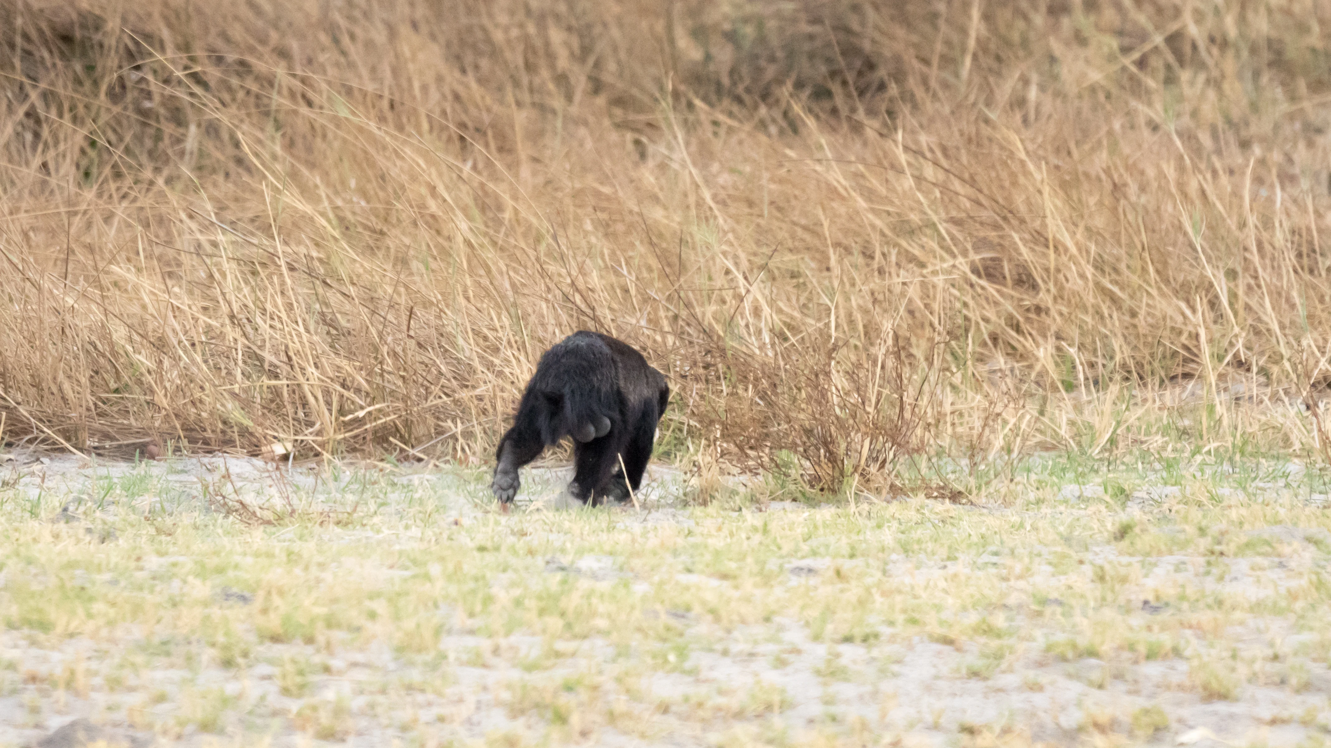 Honey Badger, Moremi Game Reserve, Botswana — photo by Jim Bennett