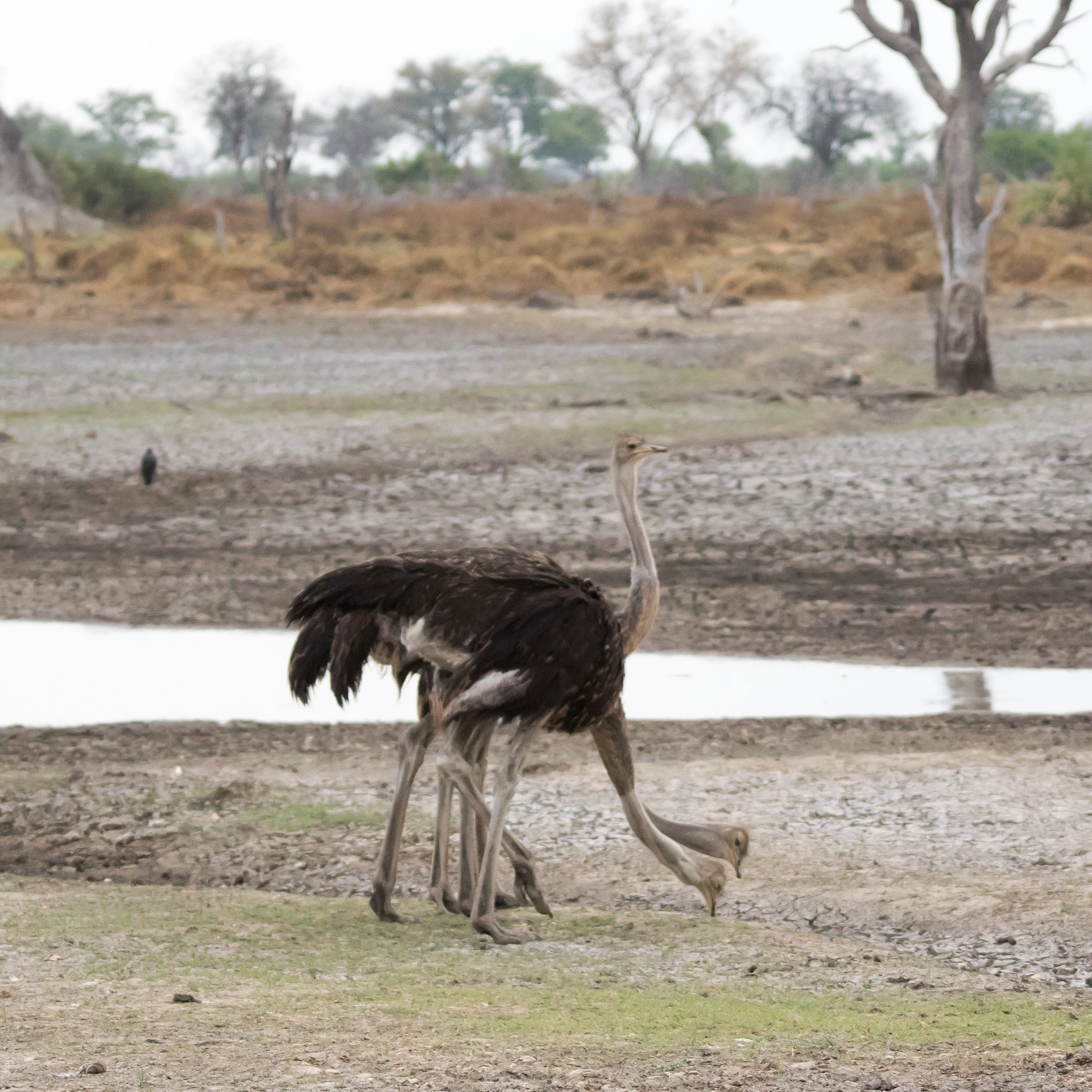 young Ostriches, Moremi Game Reserve, Botswana — photo by Jim Bennett
