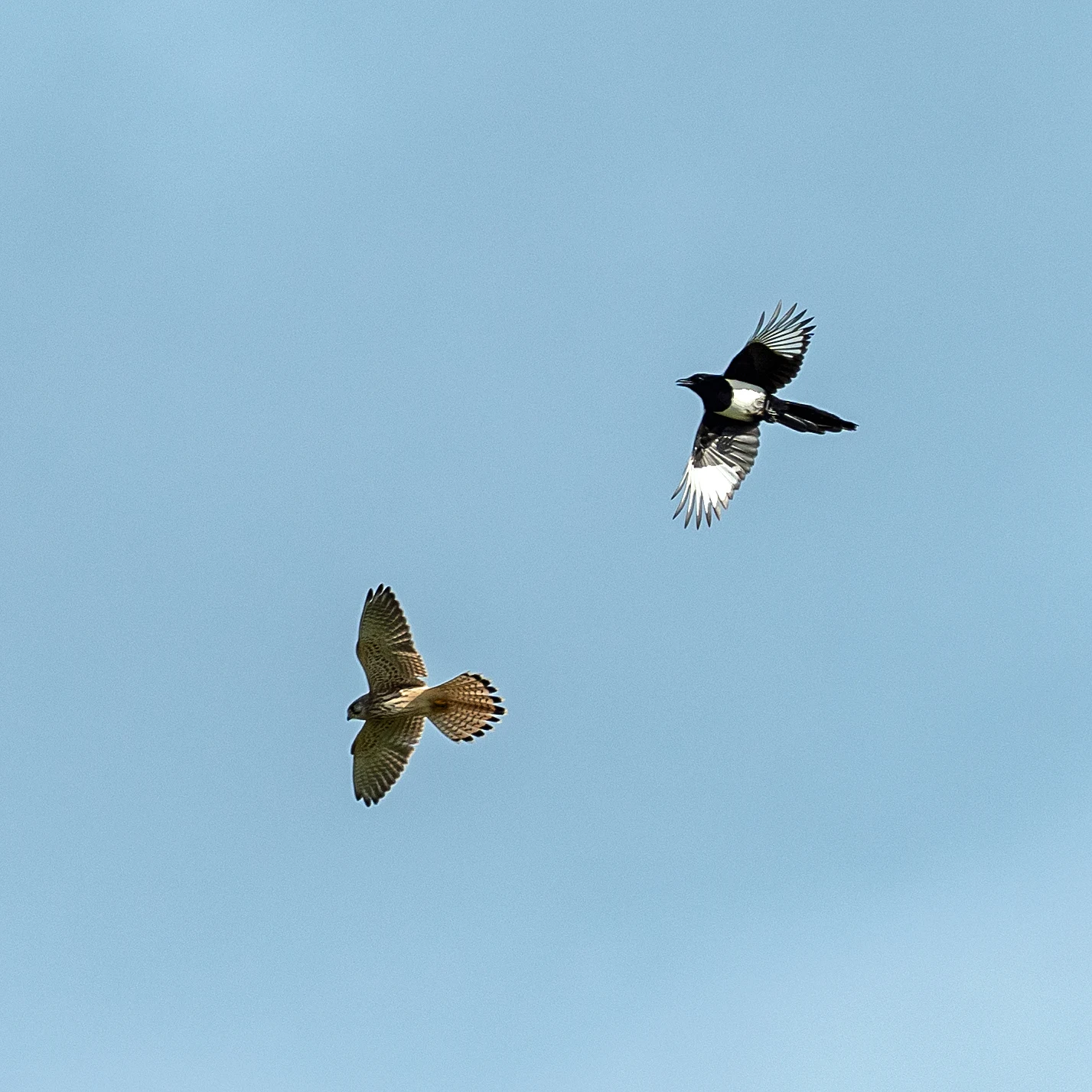Kestrel & Magpie, Culham, Oxfordshire, UK — photo by Jim Bennett