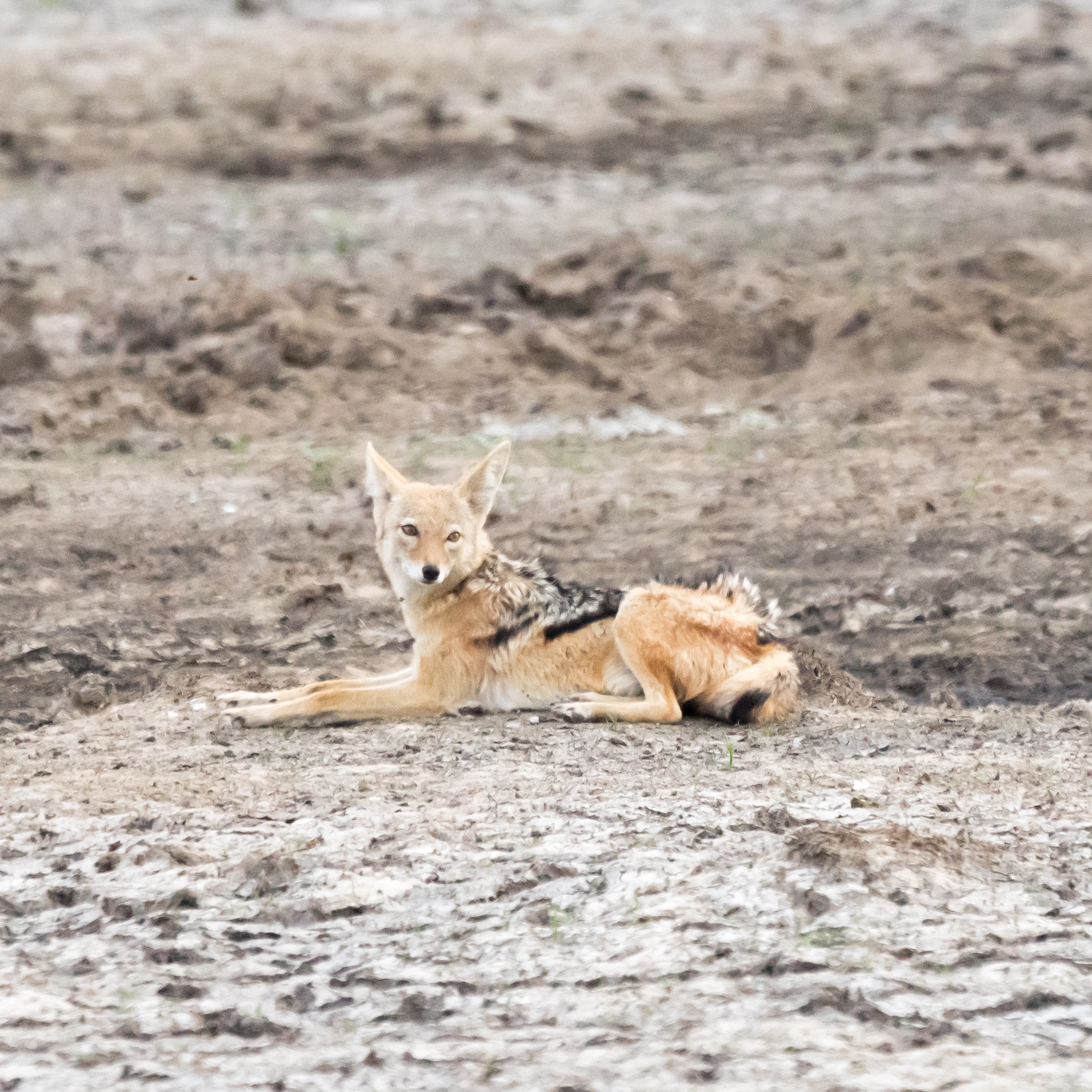 Black-backed Jackal, Moremi Game Reserve, Botswana — photo by Jim Bennett