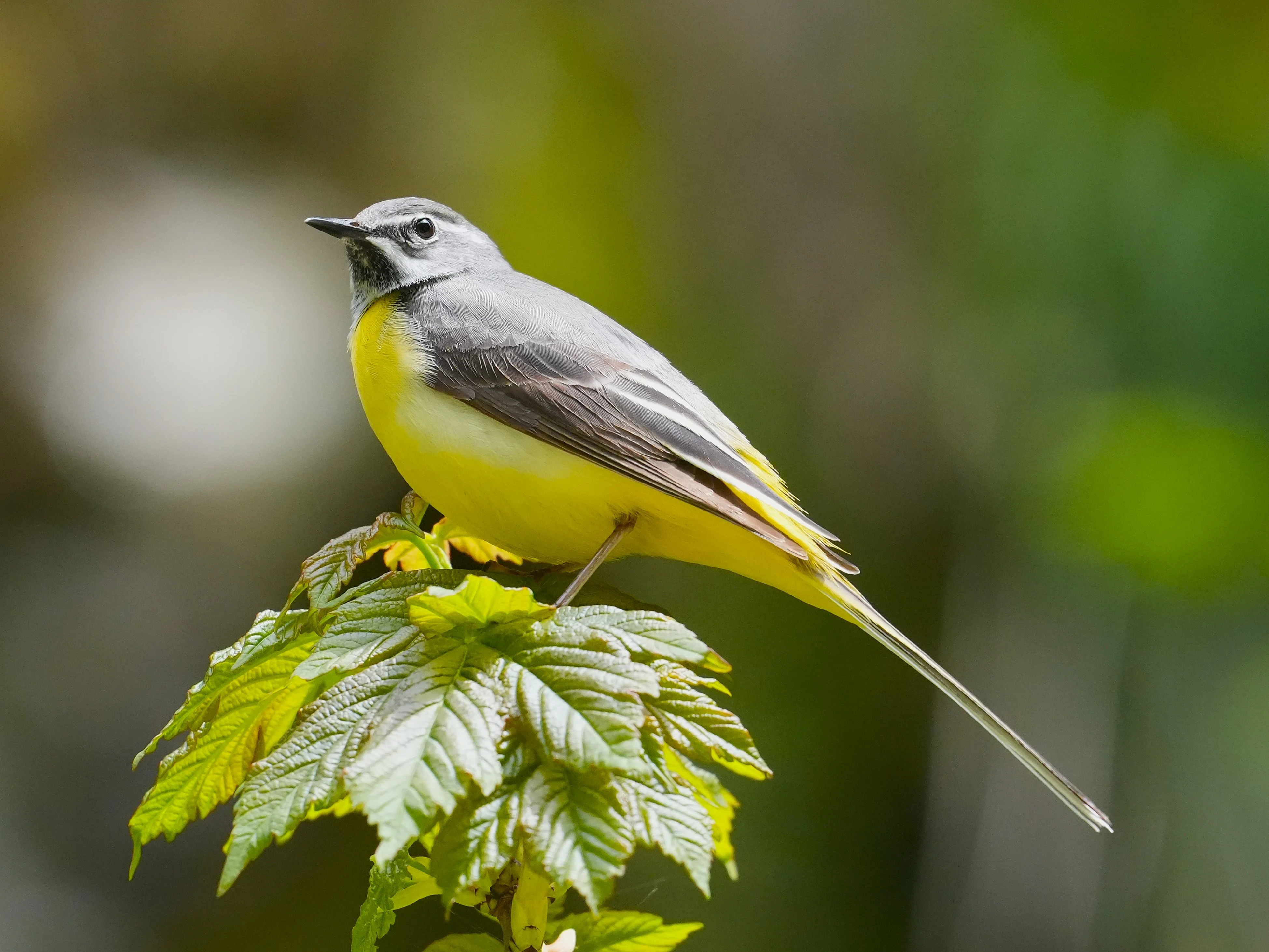 Grey Wagtail, Zarnesti Gorge, Transylvania, Romania — photo by Jim Bennett
