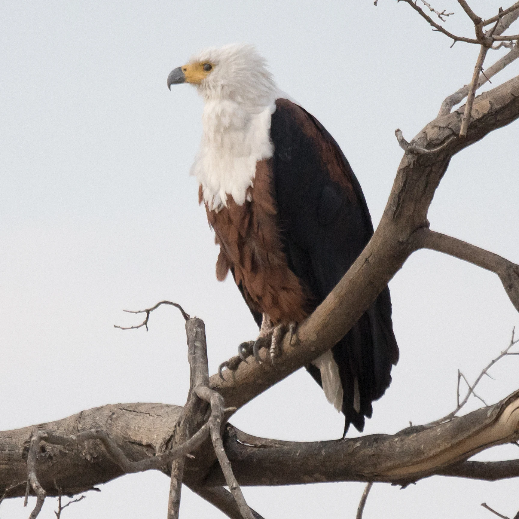 African Fish Eagle, Moremi Game Reserve, Botswana — photo by Jim Bennett