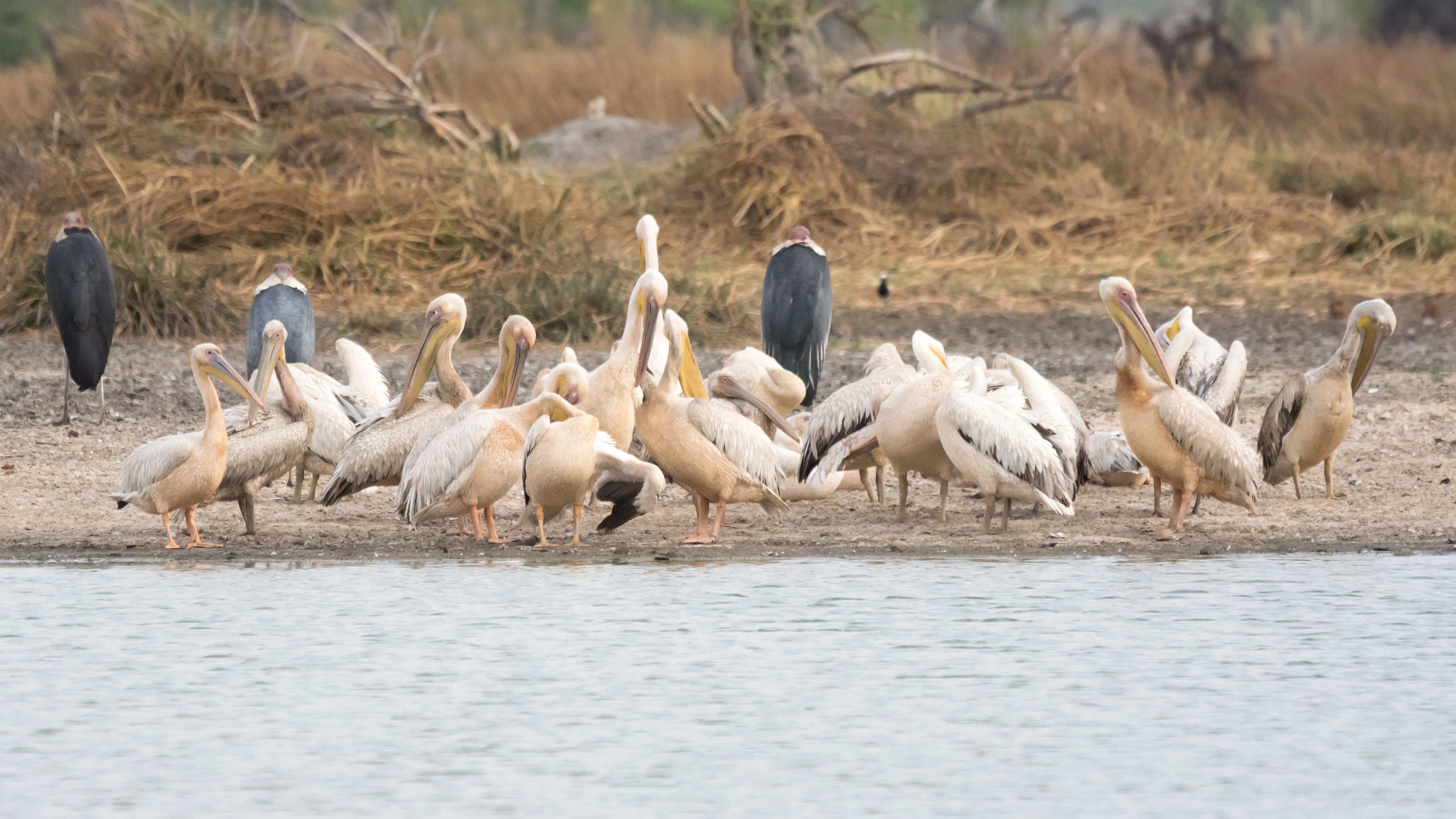 Great White Pelicans, Moremi Game Reserve, Botswana — photo by Jim Bennett