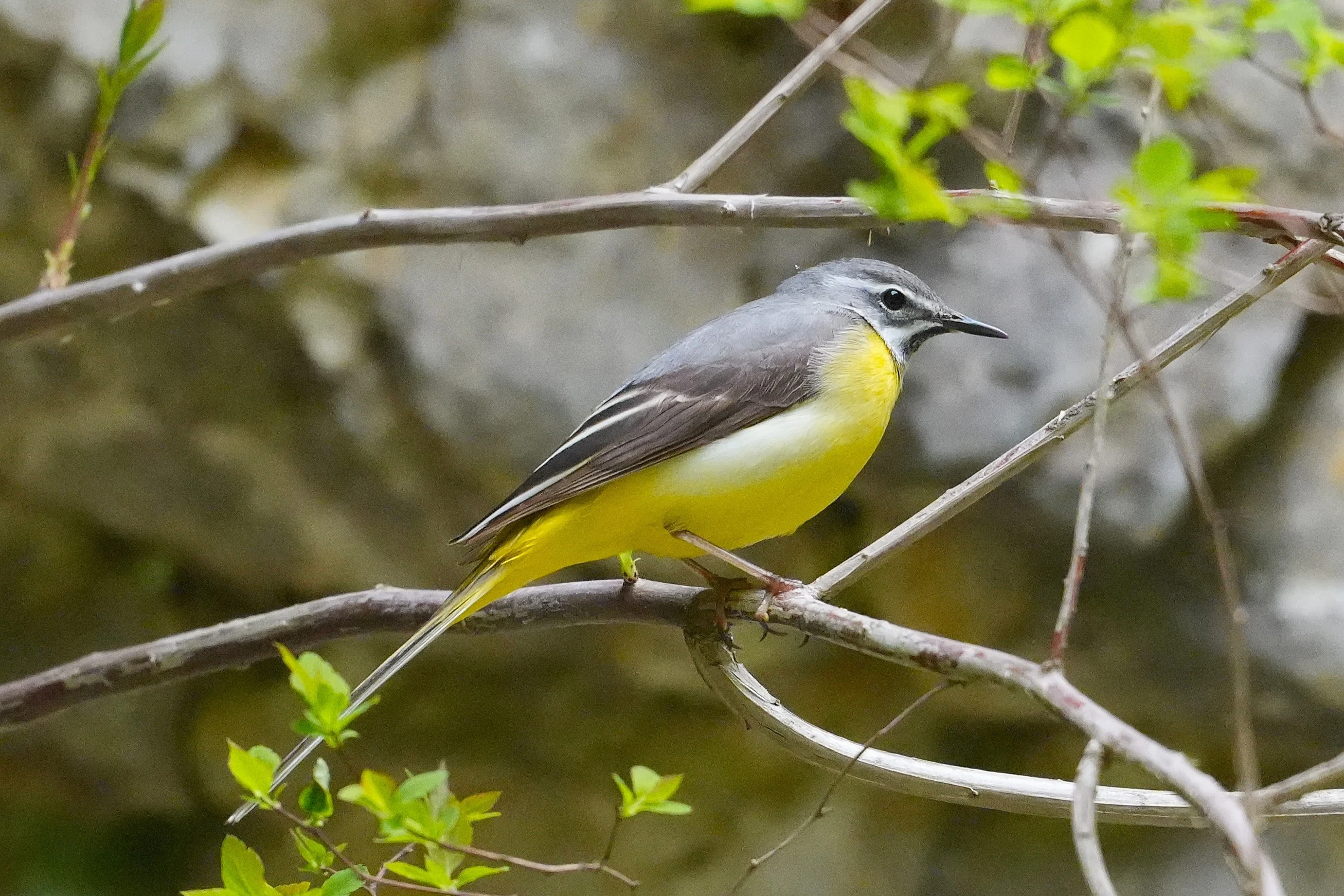 Grey Wagtail, Zarnesti Gorge, Transylvania, Romania — photo by Jim Bennett