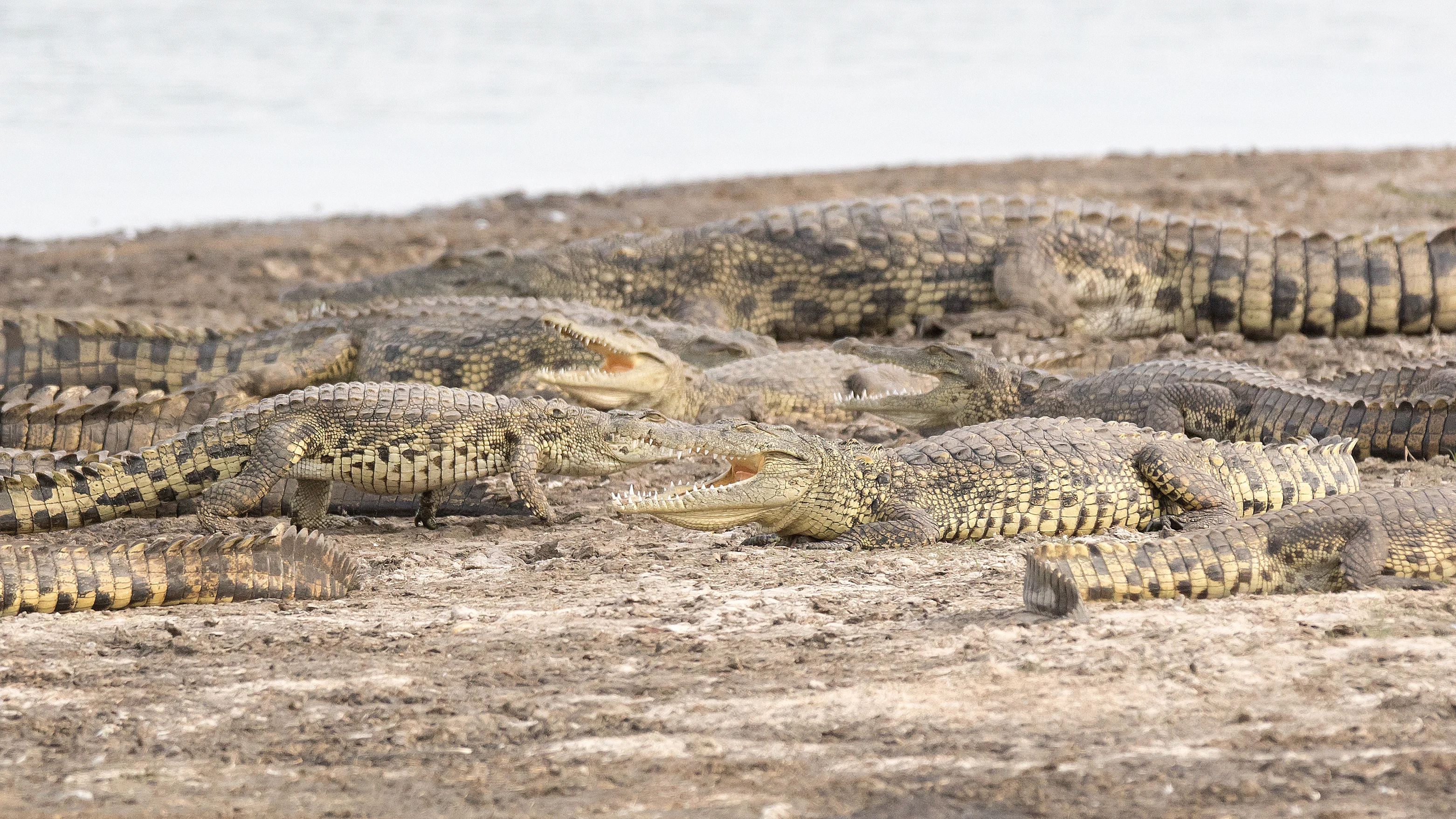 small Crocodiles, Moremi Game Reserve, Botswana — photo by Jim Bennett