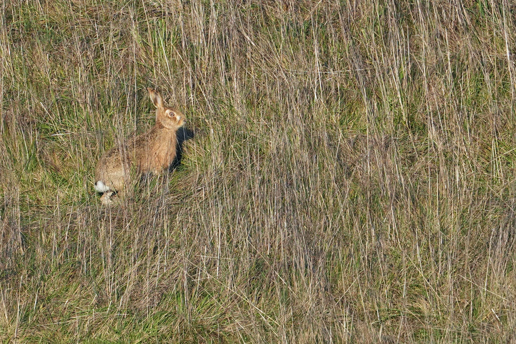 Hare, Berkshire Downs, Berkshire, UK — photo by Jim Bennett