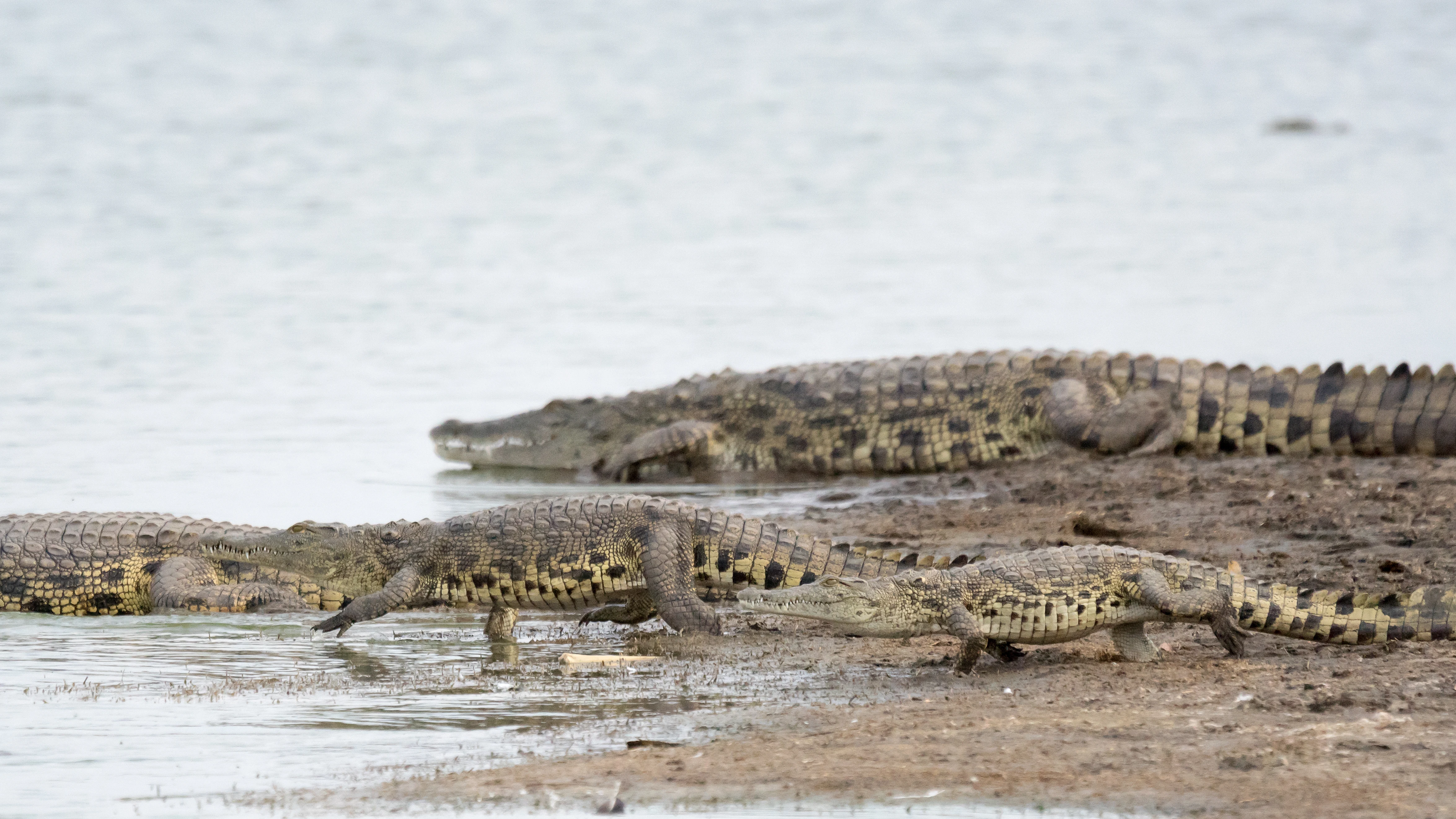 Crocodiles, Moremi Game Reserve, Botswana — photo by Jim Bennett