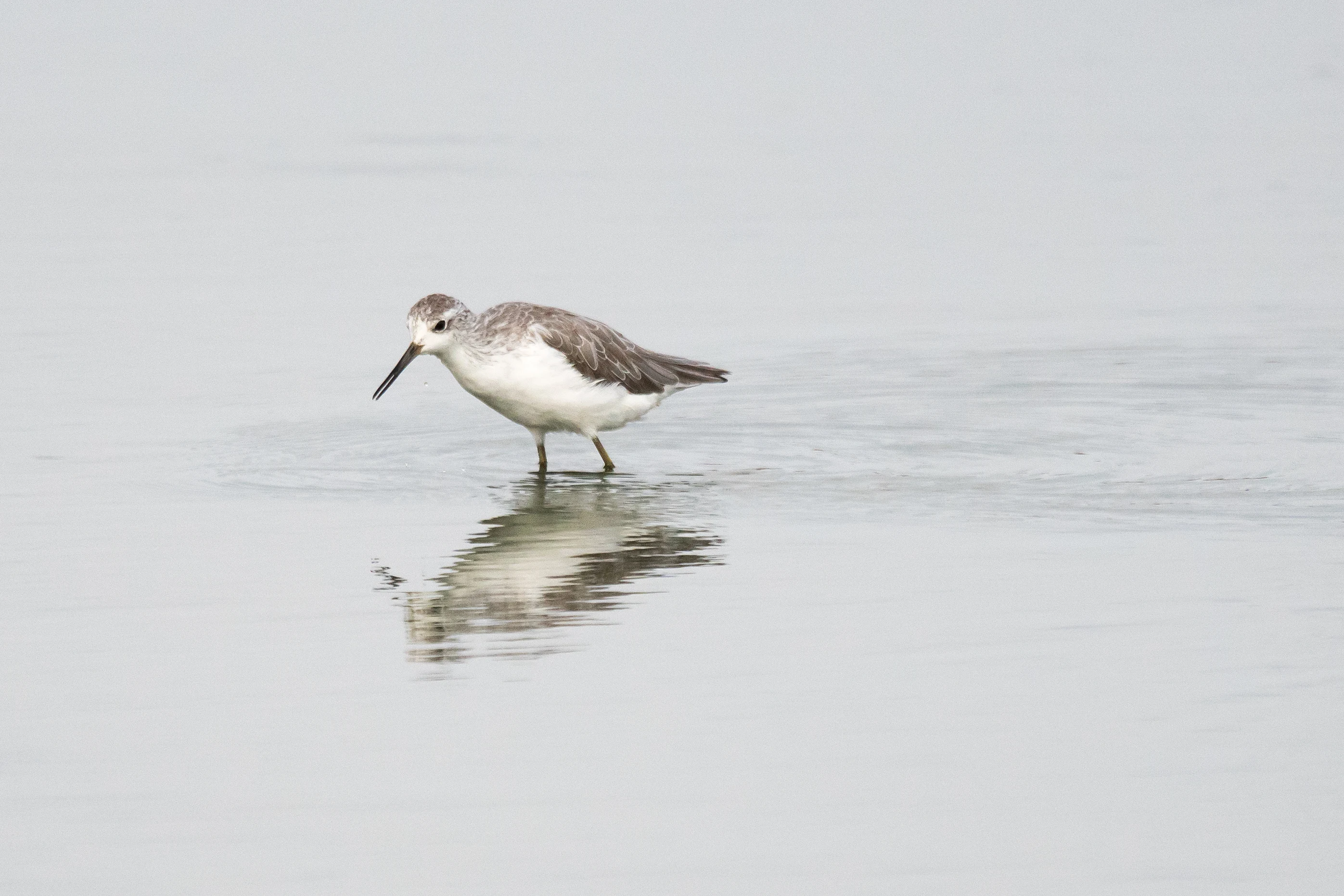 Marsh Sandpiper, Moremi Game Reserve, Botswana — photo by Jim Bennett