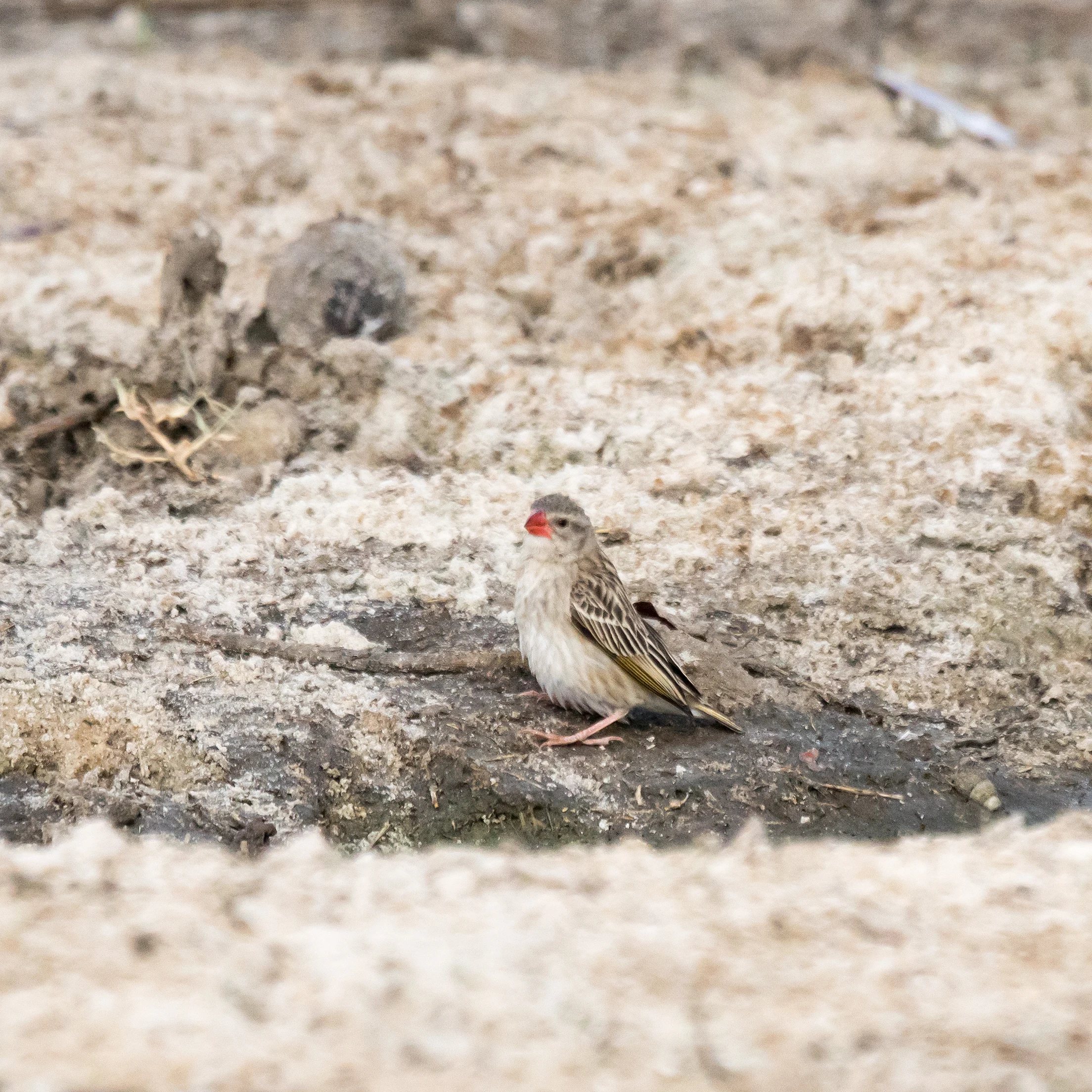 Red-billed Quelea, Moremi Game Reserve, Botswana — photo by Jim Bennett