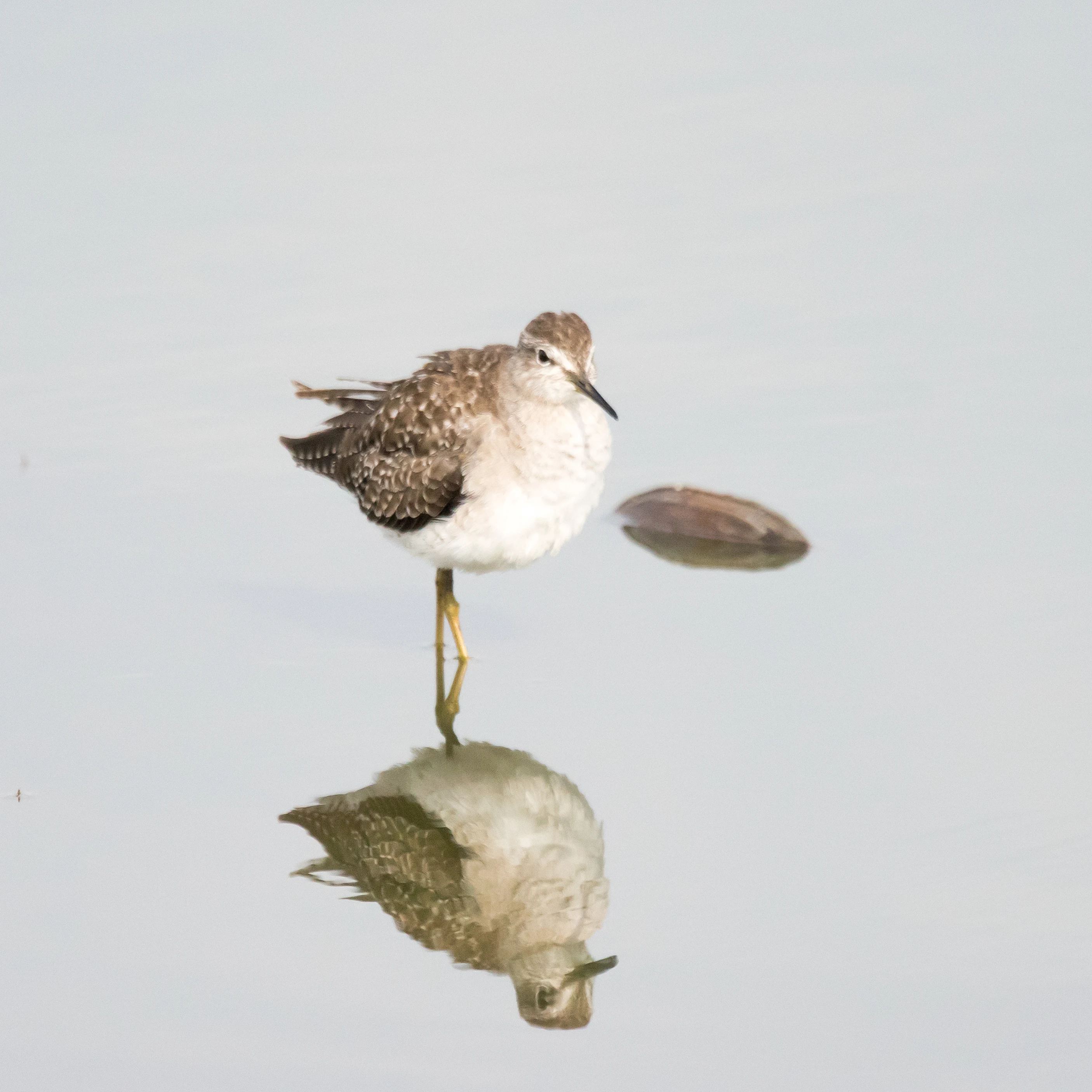 Wood Sandpiper, Moremi Game Reserve, Botswana — photo by Jim Bennett