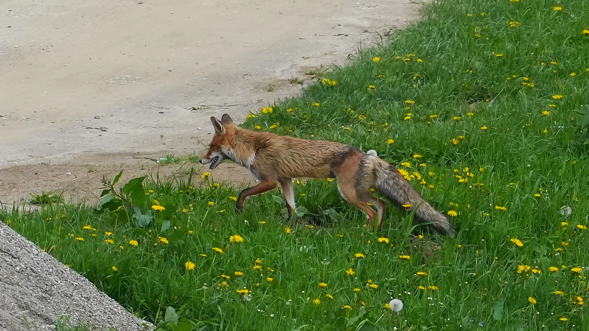 Fox, Magura Village, Transylvania, Romania — photo by Jim Bennett